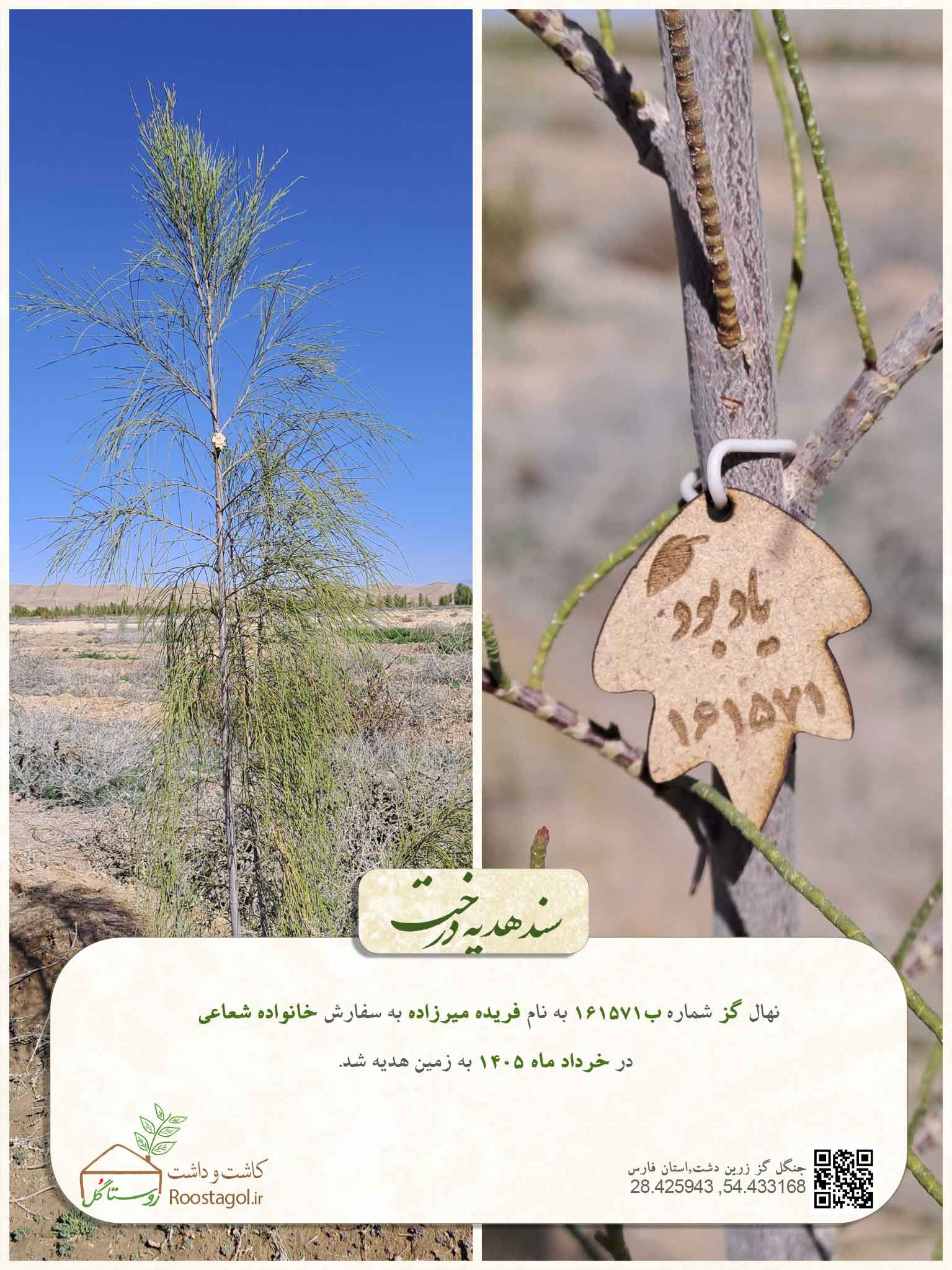فریده میرزاده