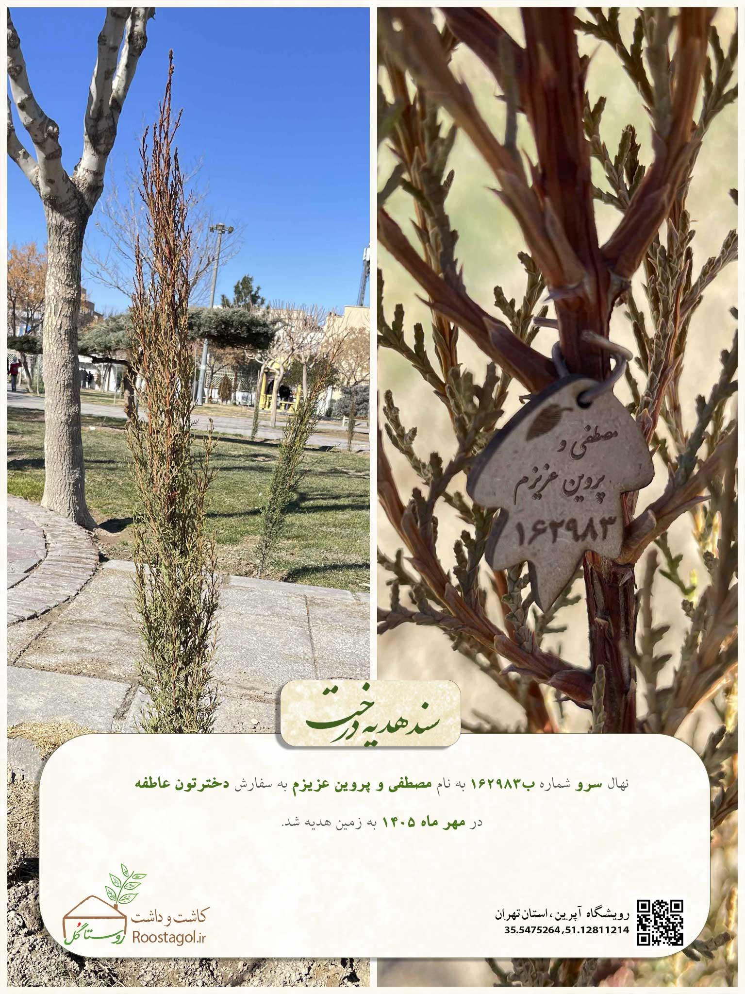 سفارش درخت