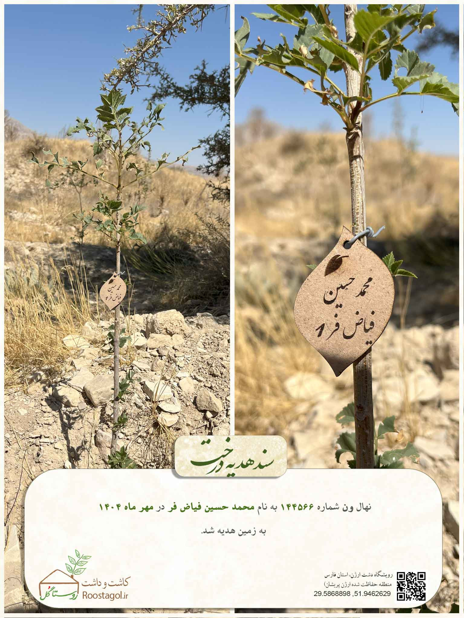 سفارش درخت