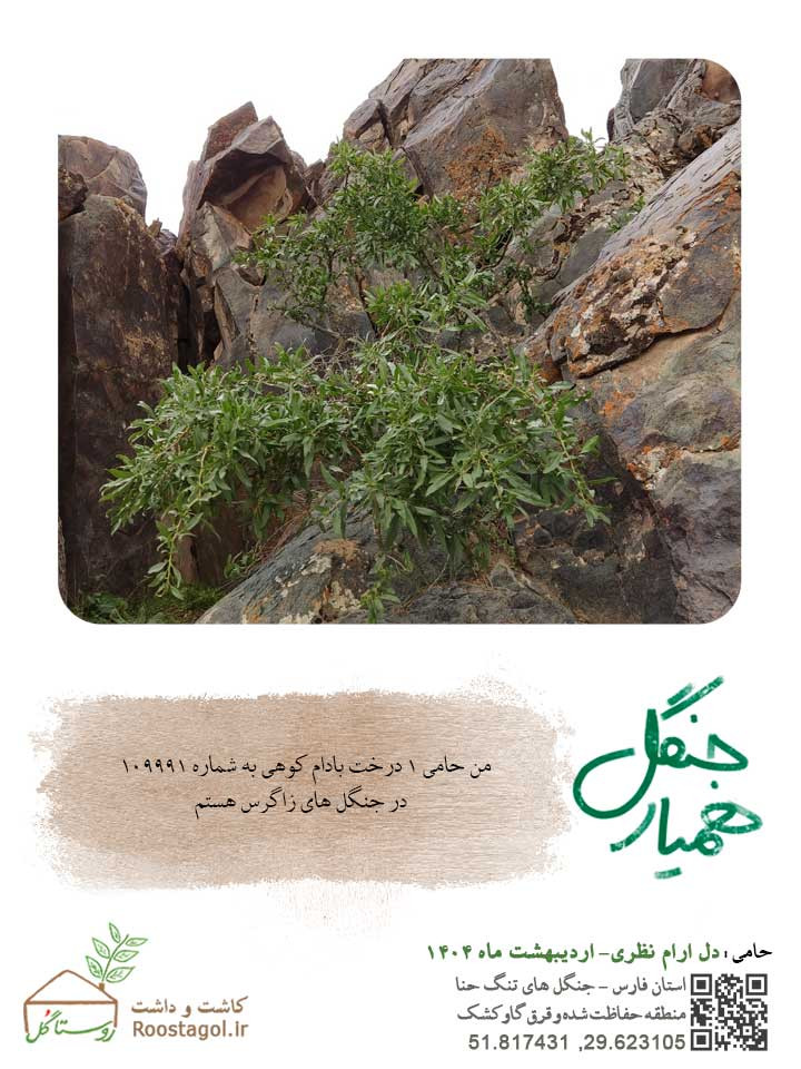 دل ارام نظری