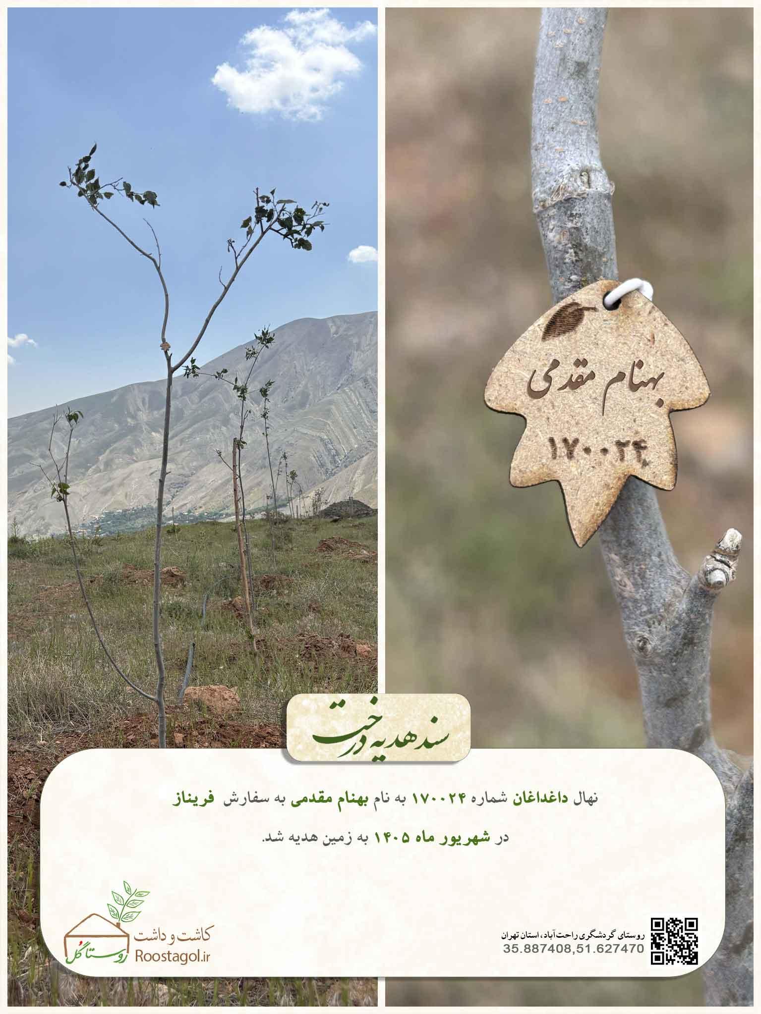 بهنام مقدمی