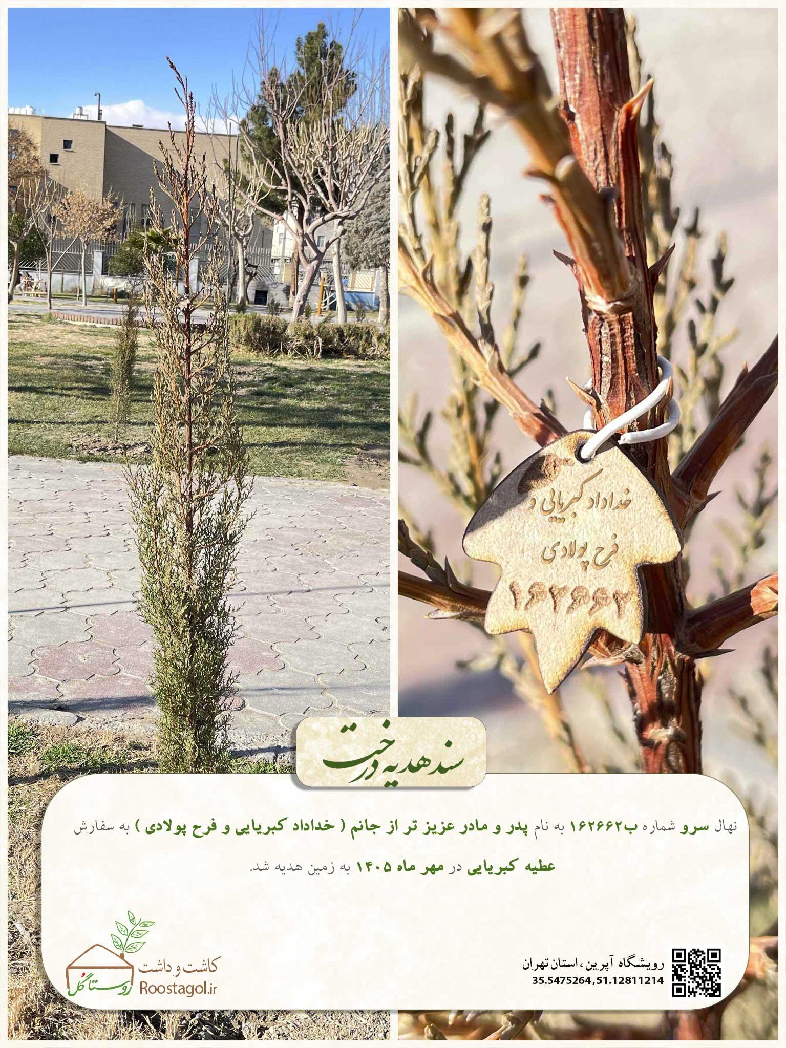 سفارش درخت