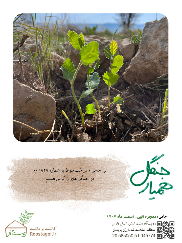 سفارش درخت