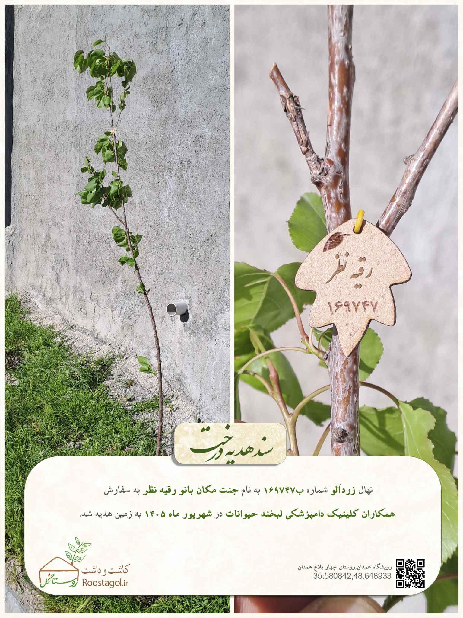 جنت مکان بانو رقیه نظر