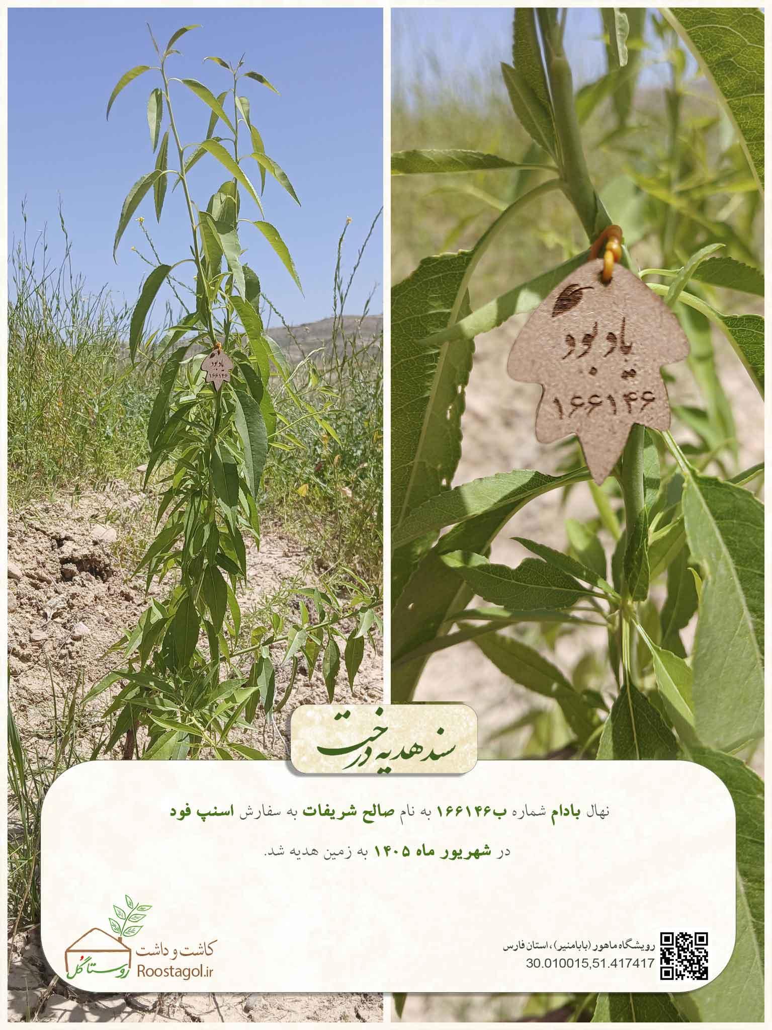 سفارش درخت