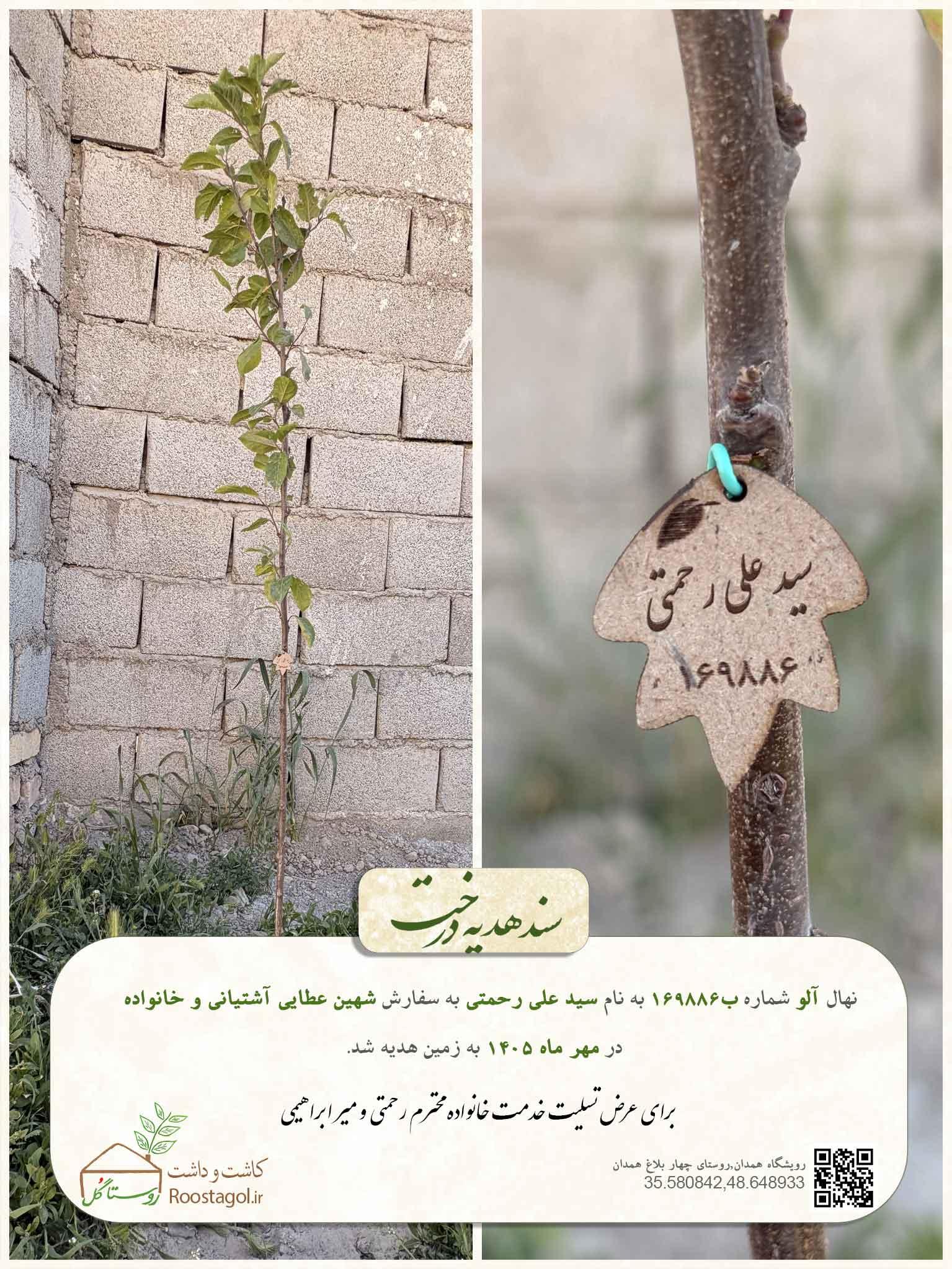 سفارش درخت