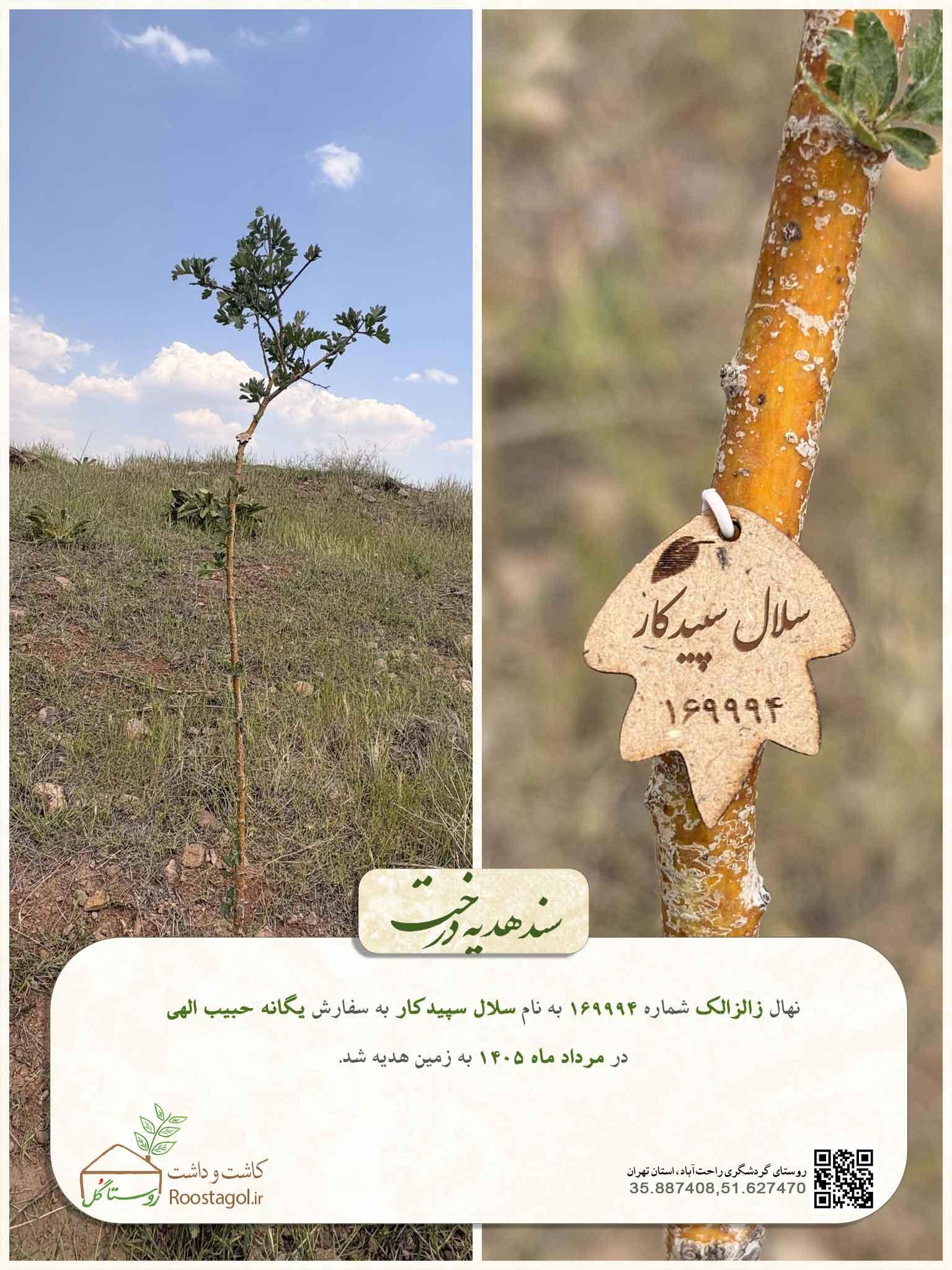 سلال سپیدکار
