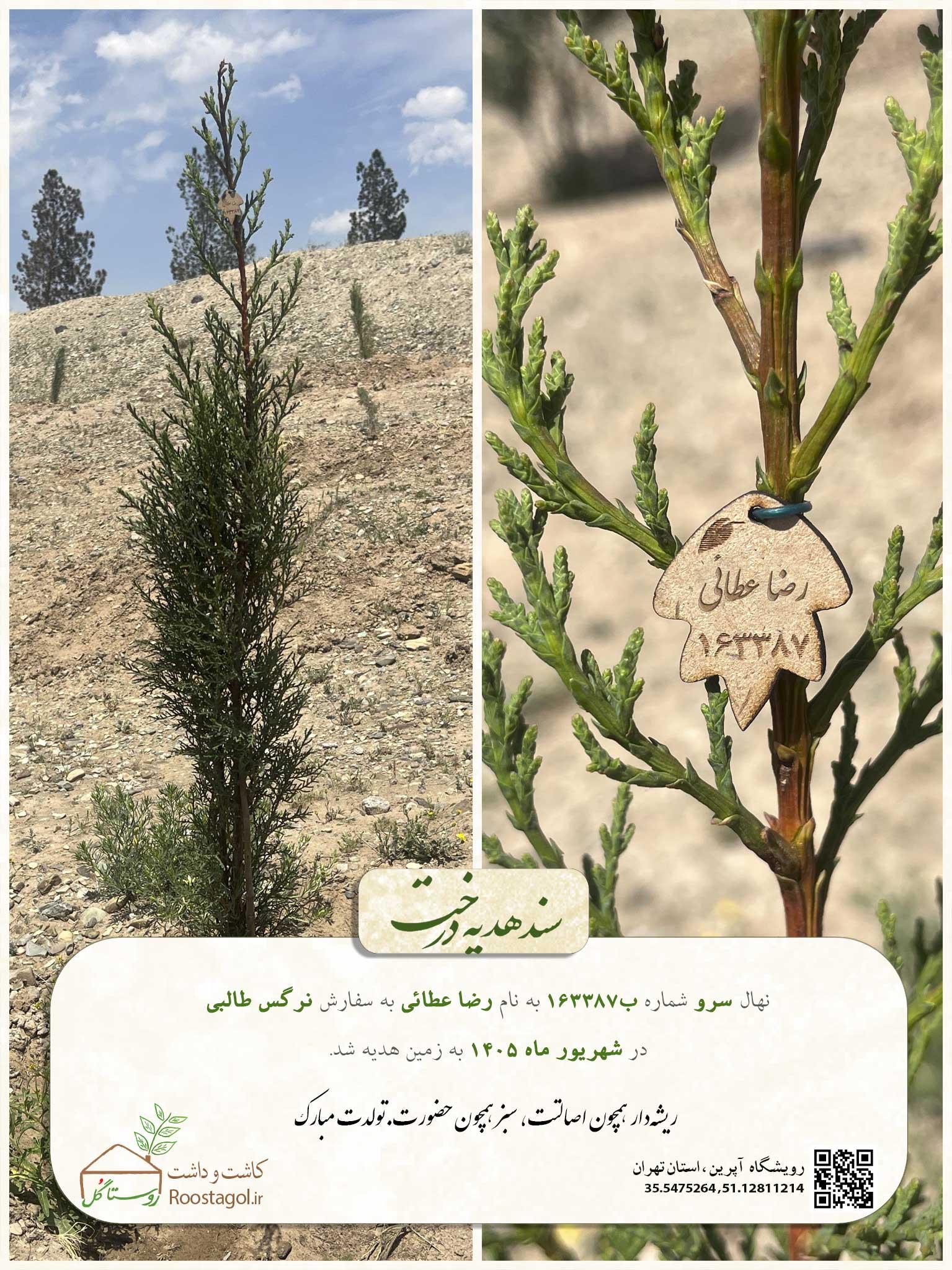 سفارش درخت