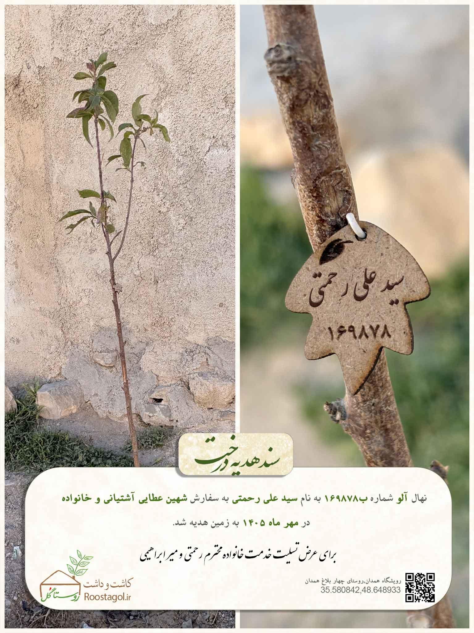 سفارش درخت