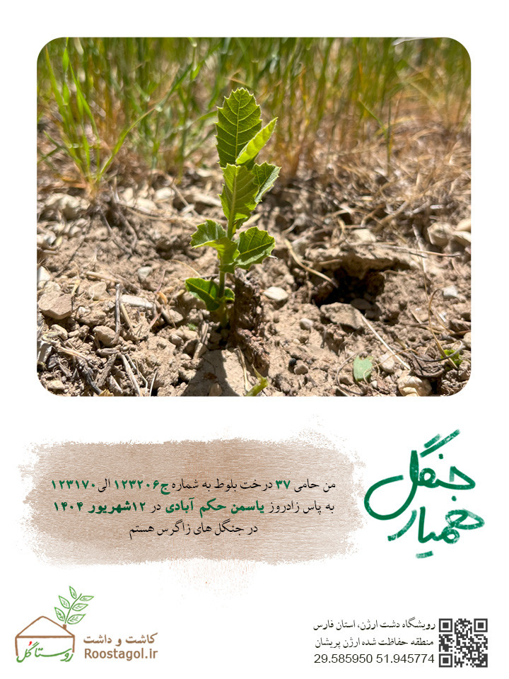 یاسمن حکم آبادی