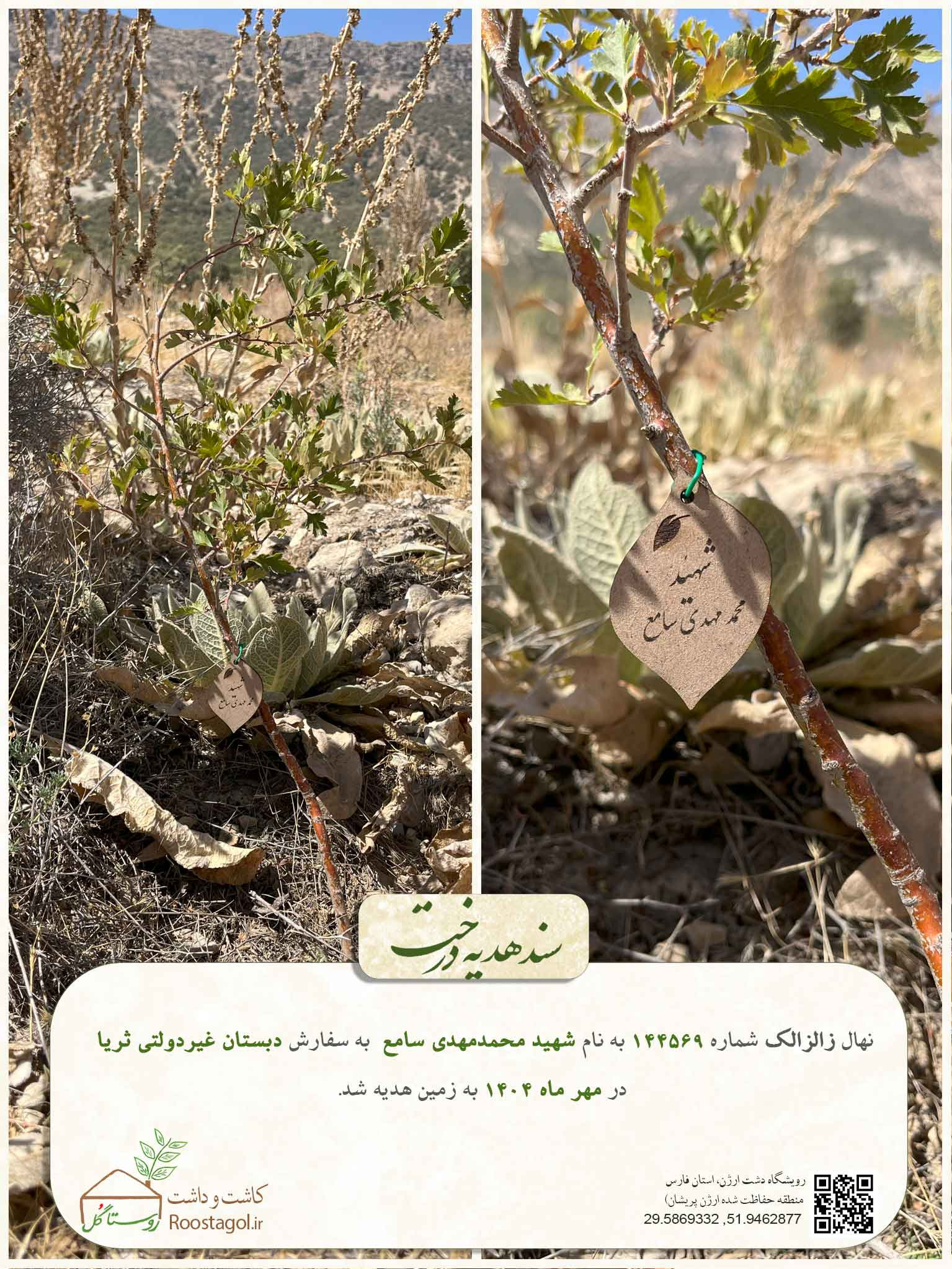 سفارش درخت