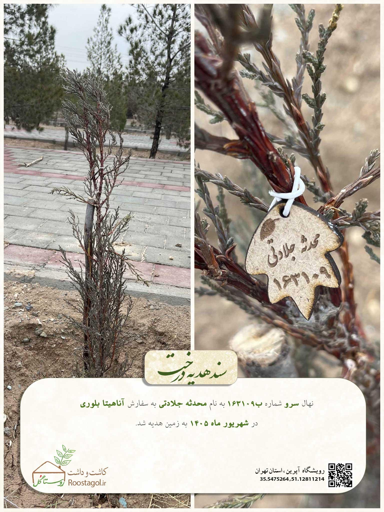 محدثه جلادتی