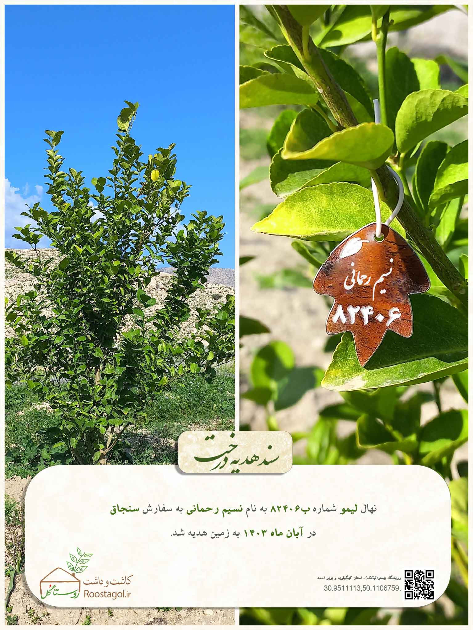 نسیم رحمانی