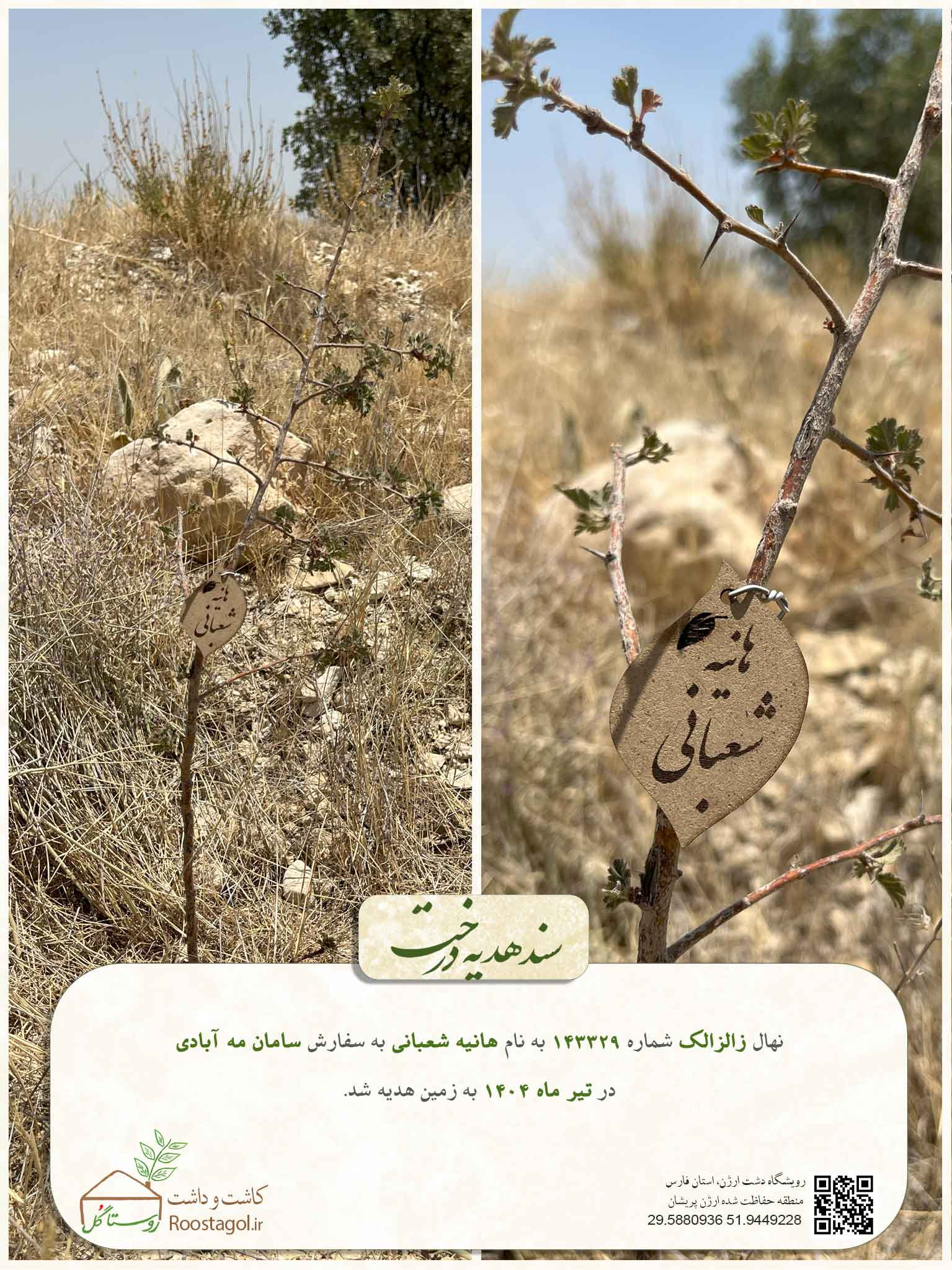 هانیه شعبانی