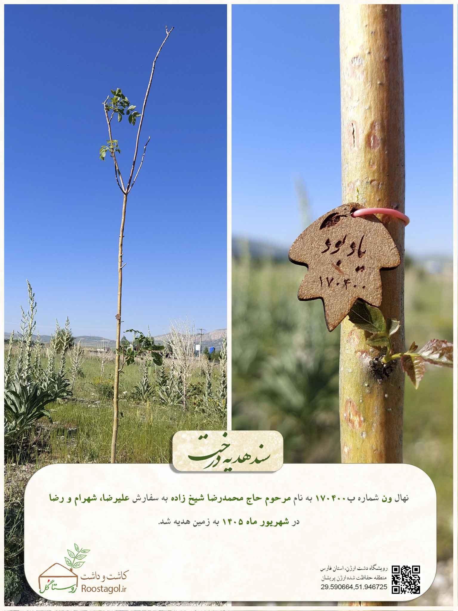 سفارش درخت