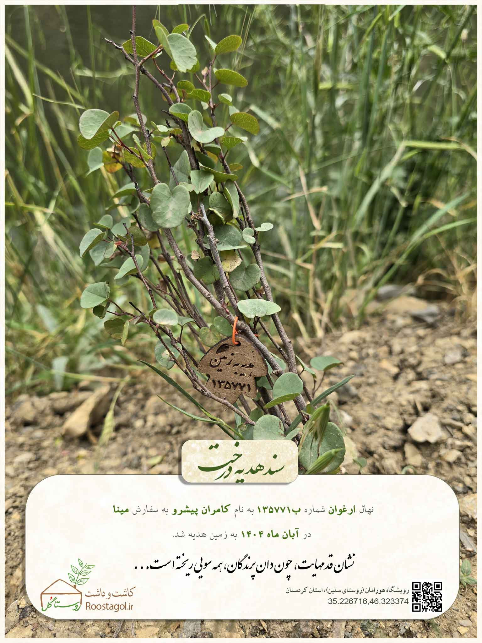 کامران پیشرو