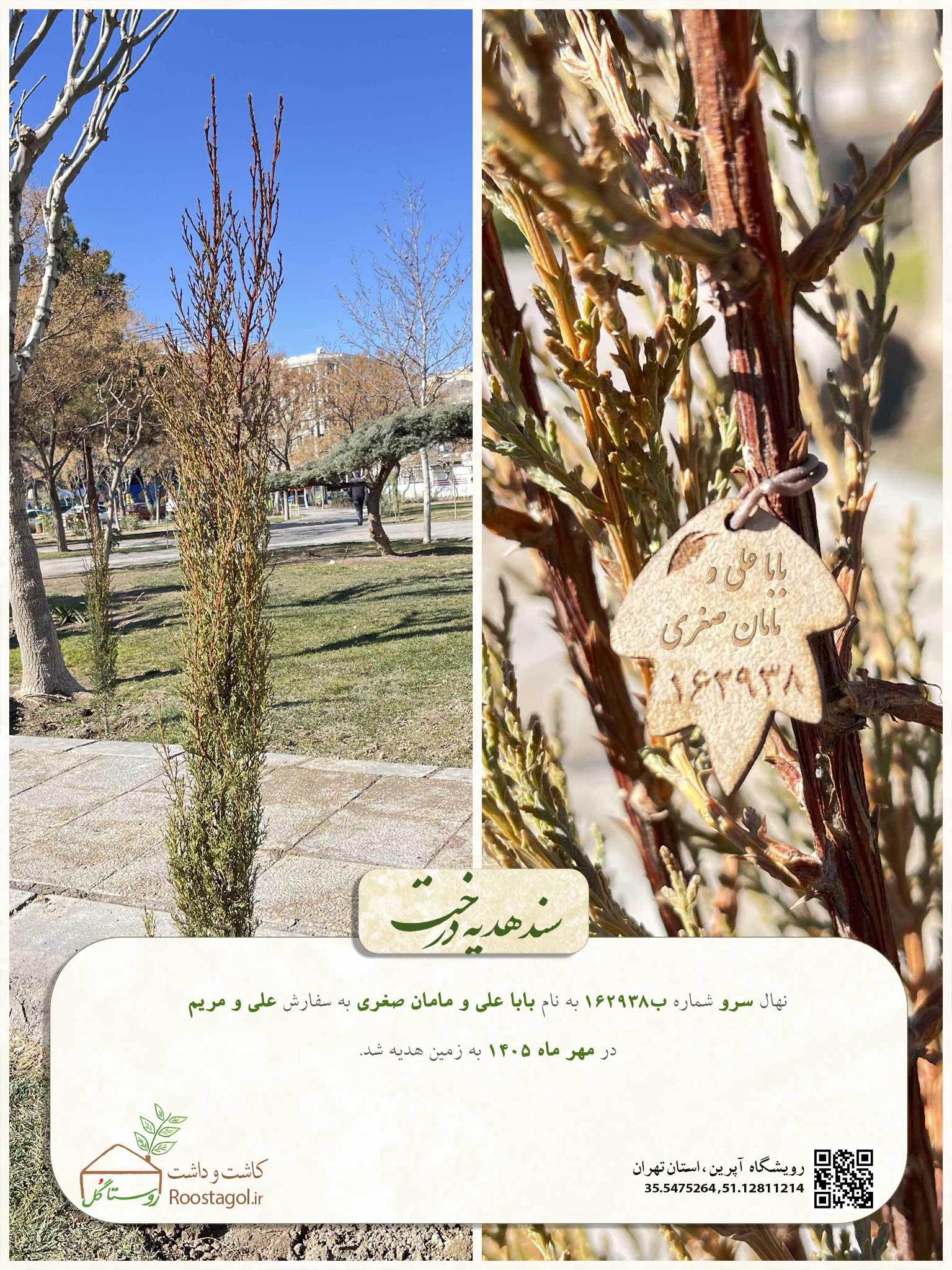 سفارش درخت