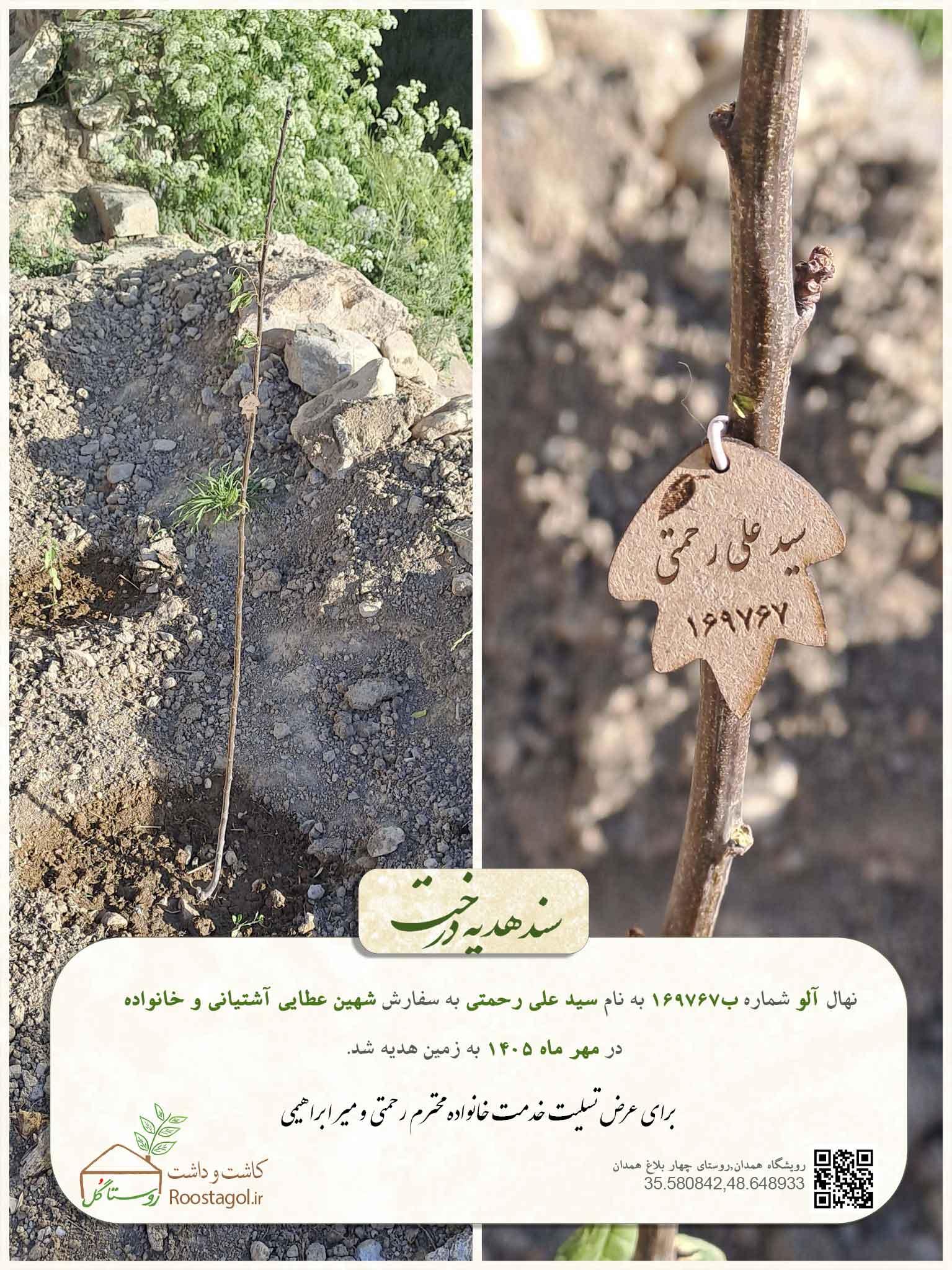 سفارش درخت