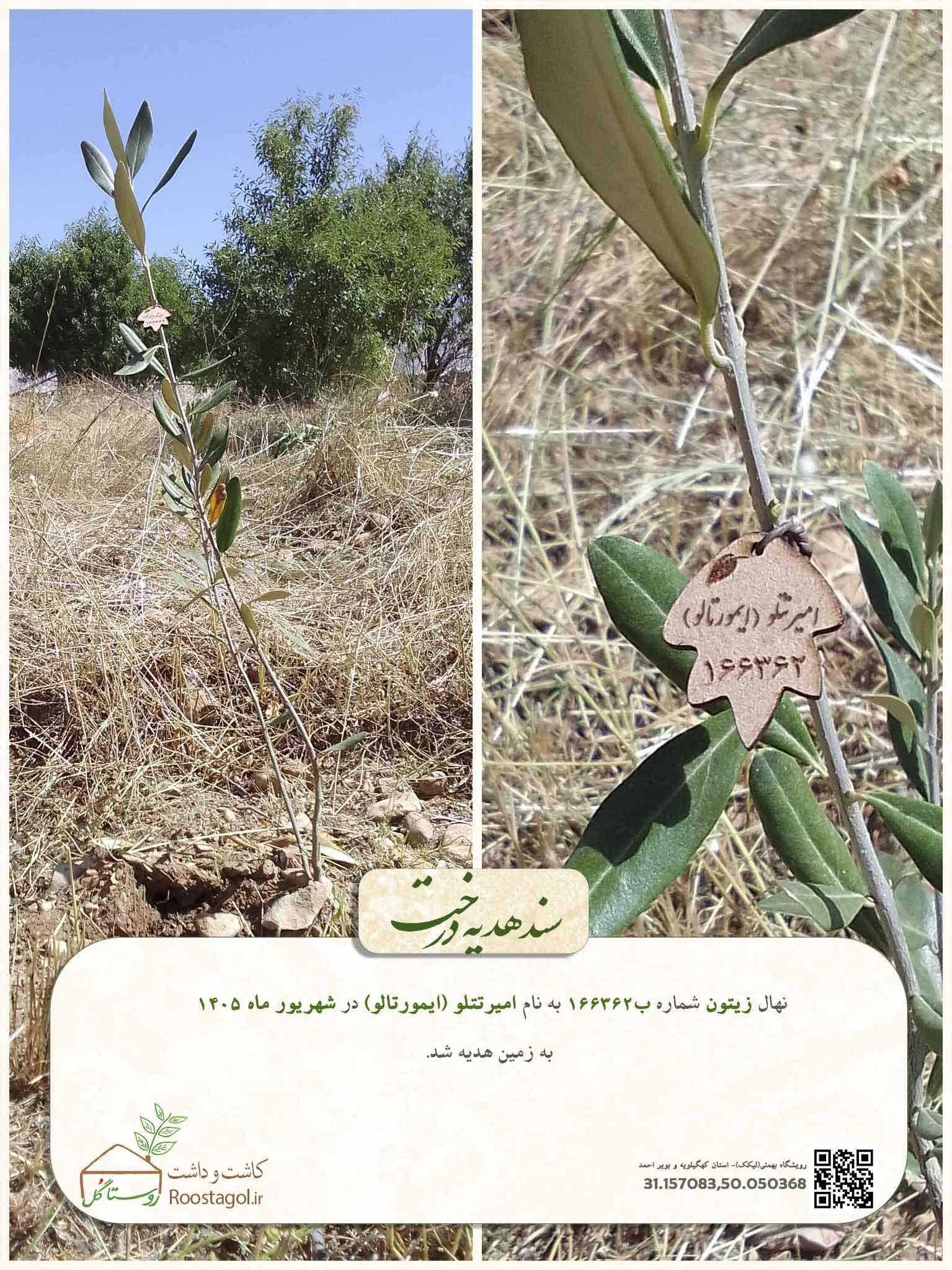 سفارش درخت