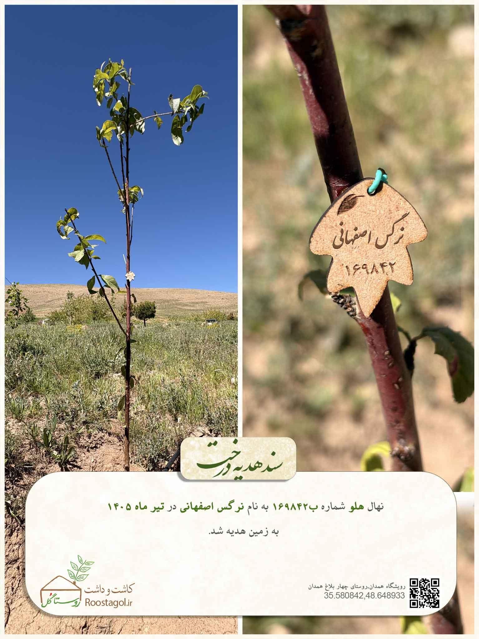 نرگس اصفهانی