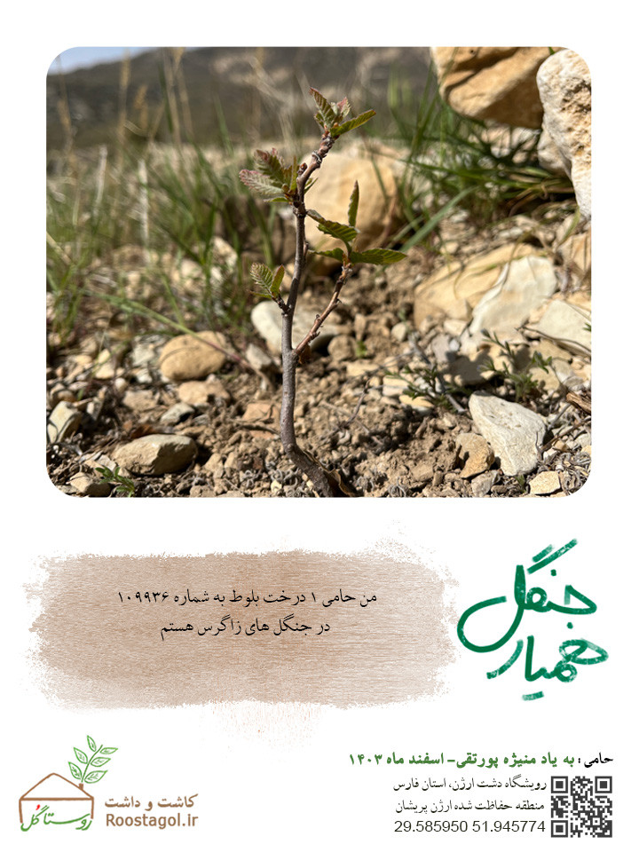 سفارش درخت