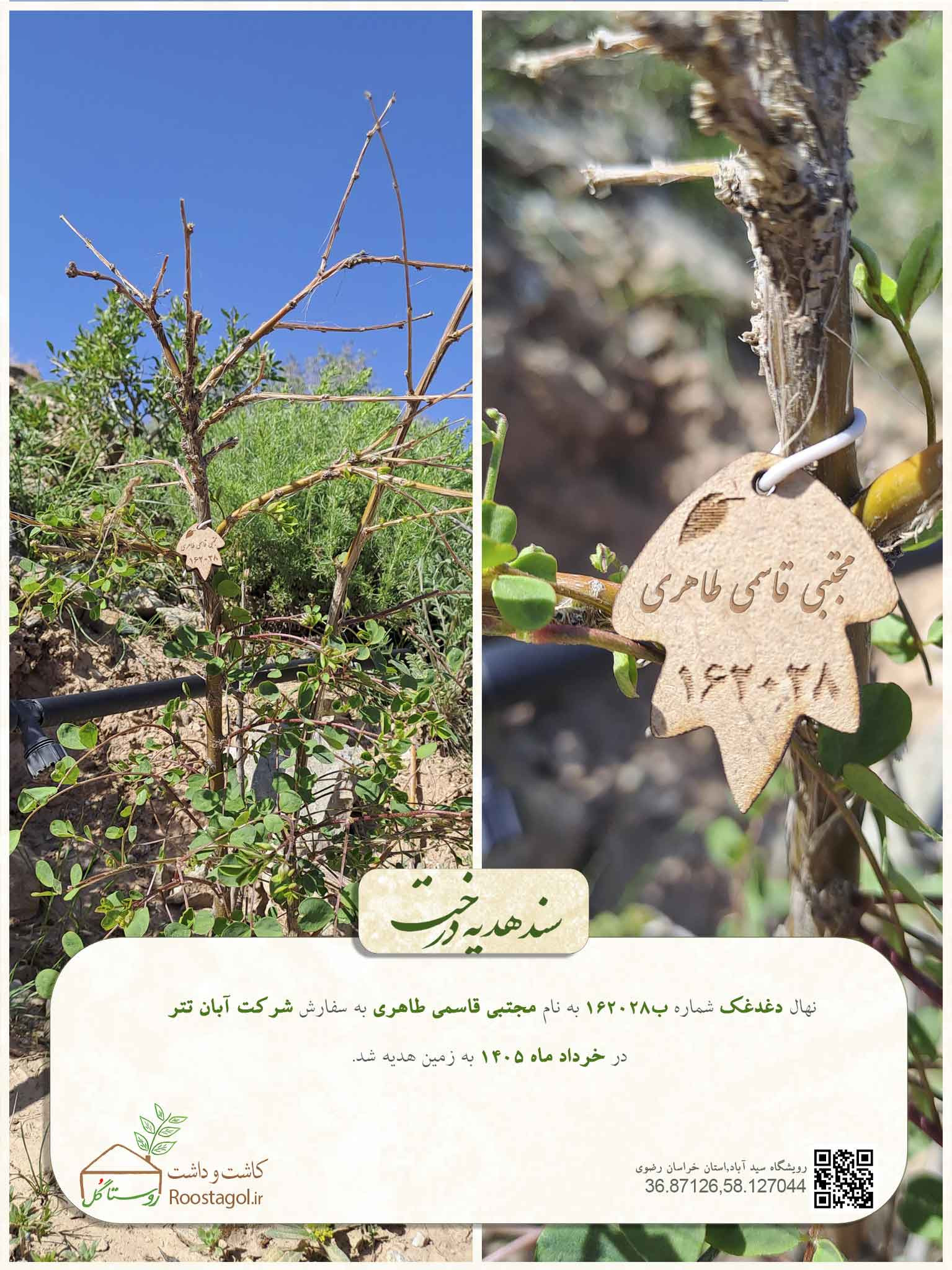 مجتبی قاسمي طاهري