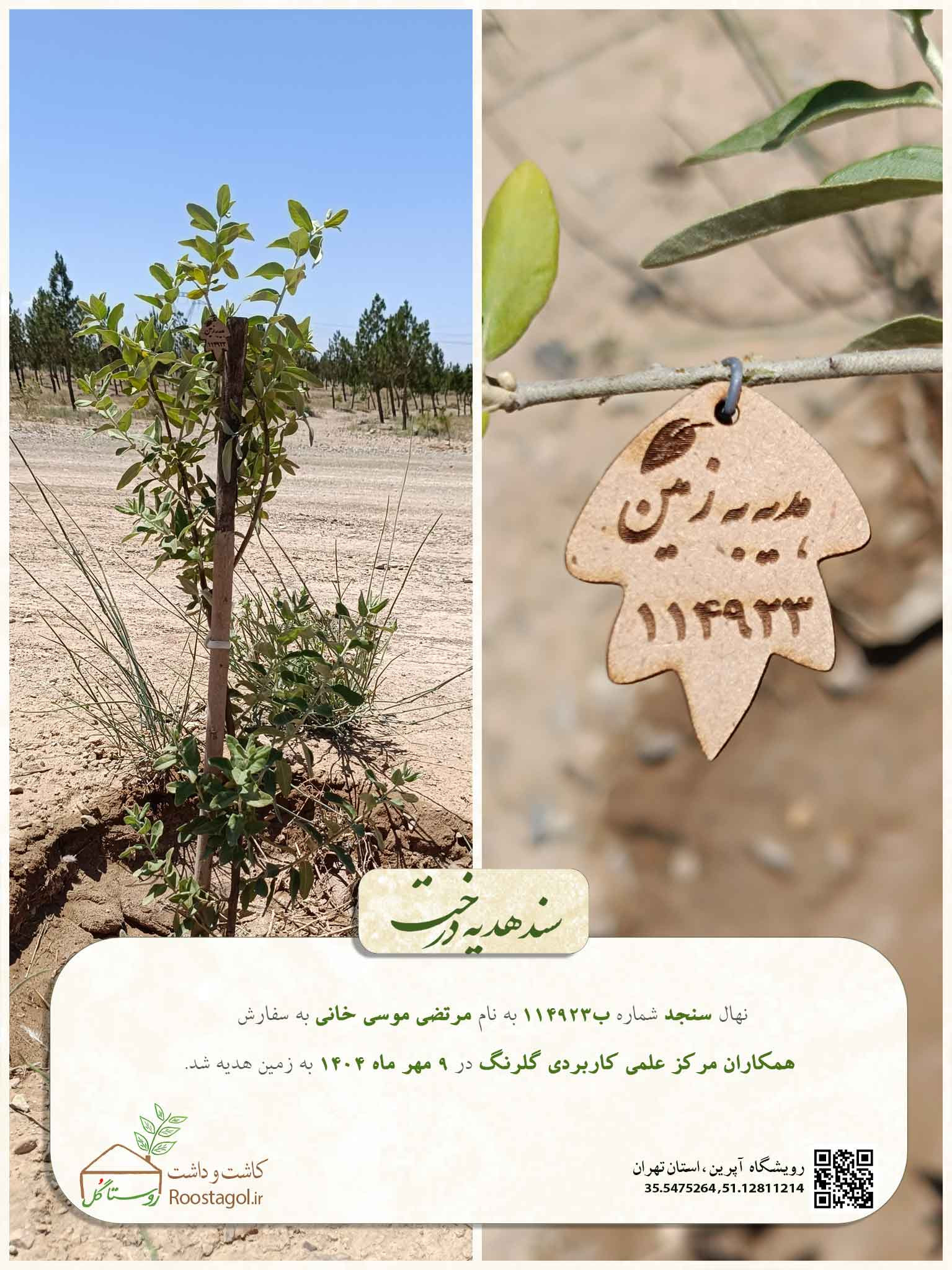 سفارش درخت