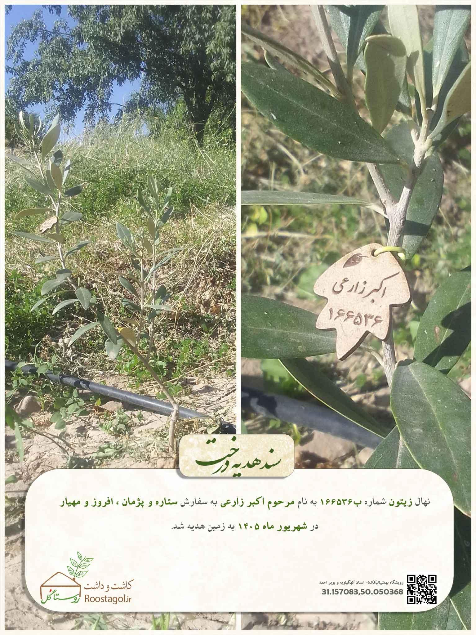 سفارش درخت