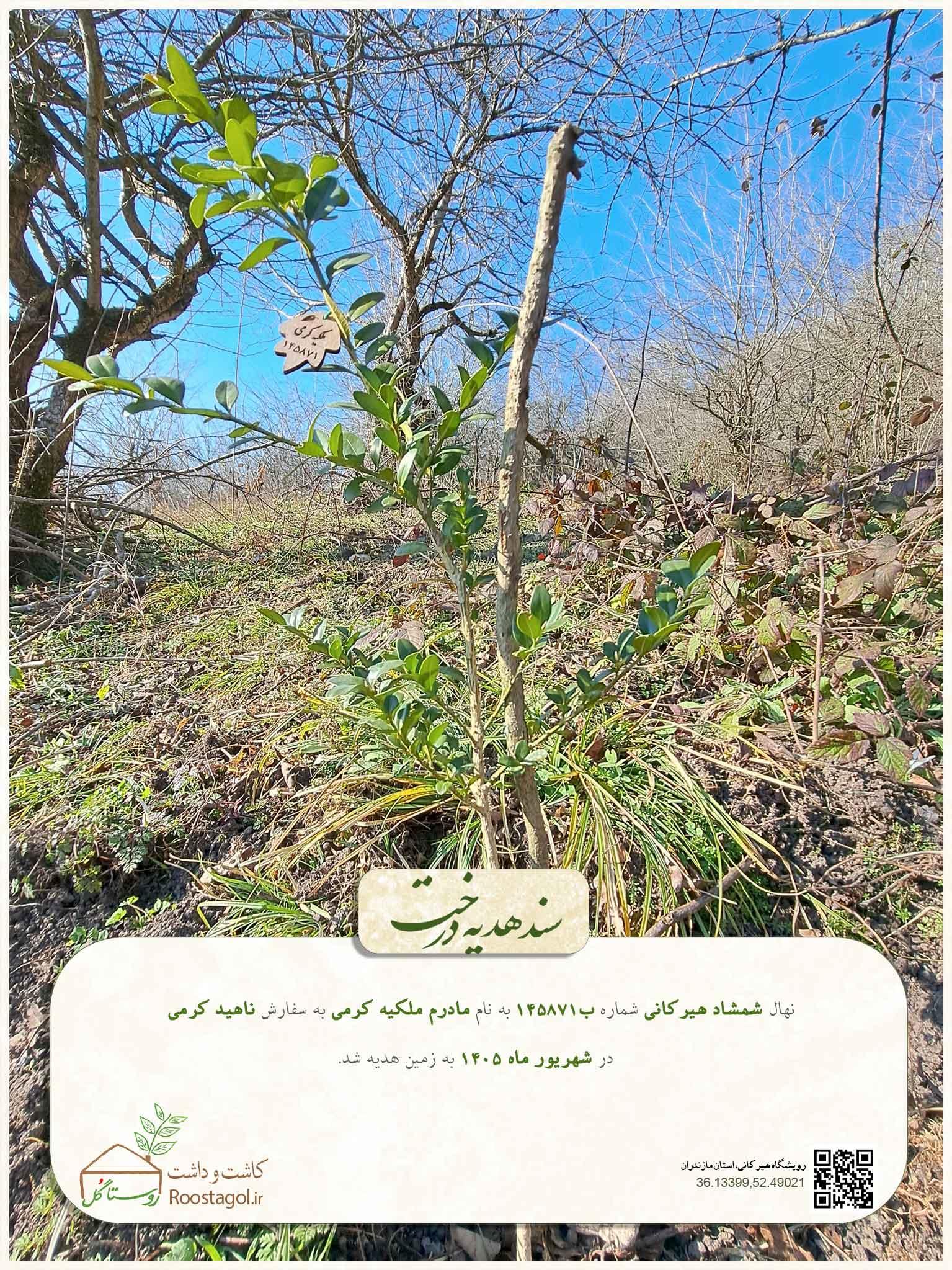 مادرم ملکیه کرمی