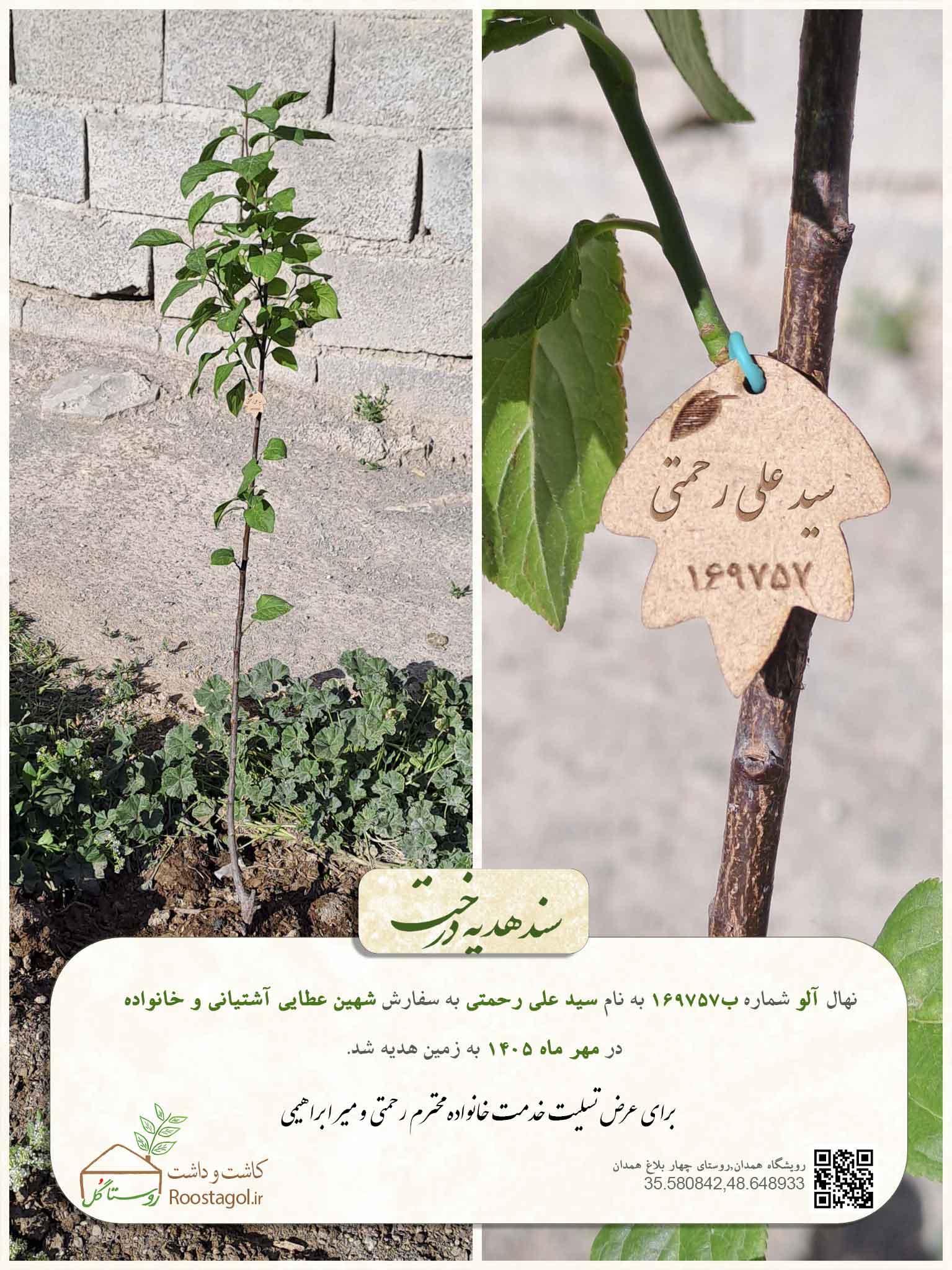 سفارش درخت