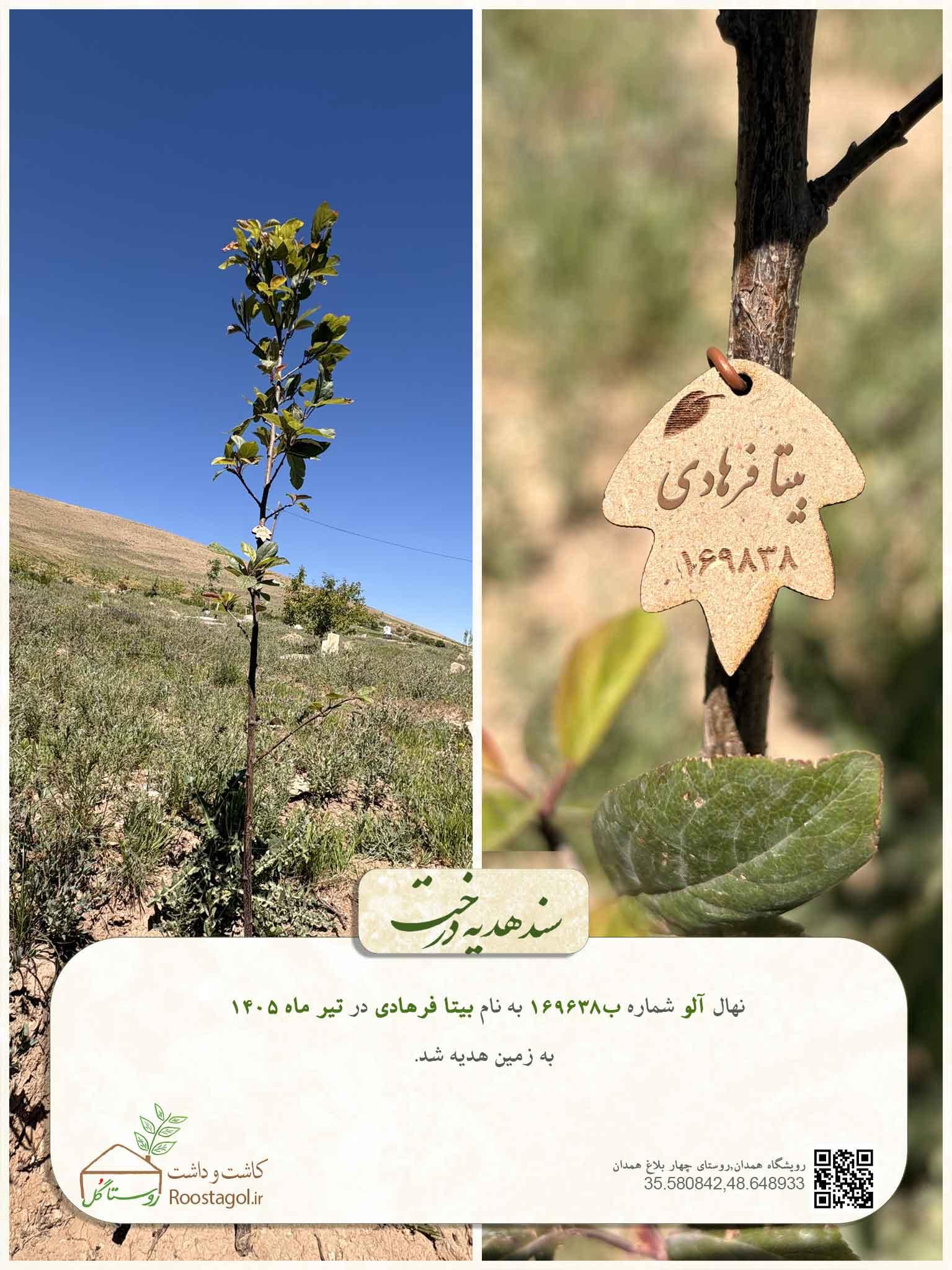 بیتا فرهادی