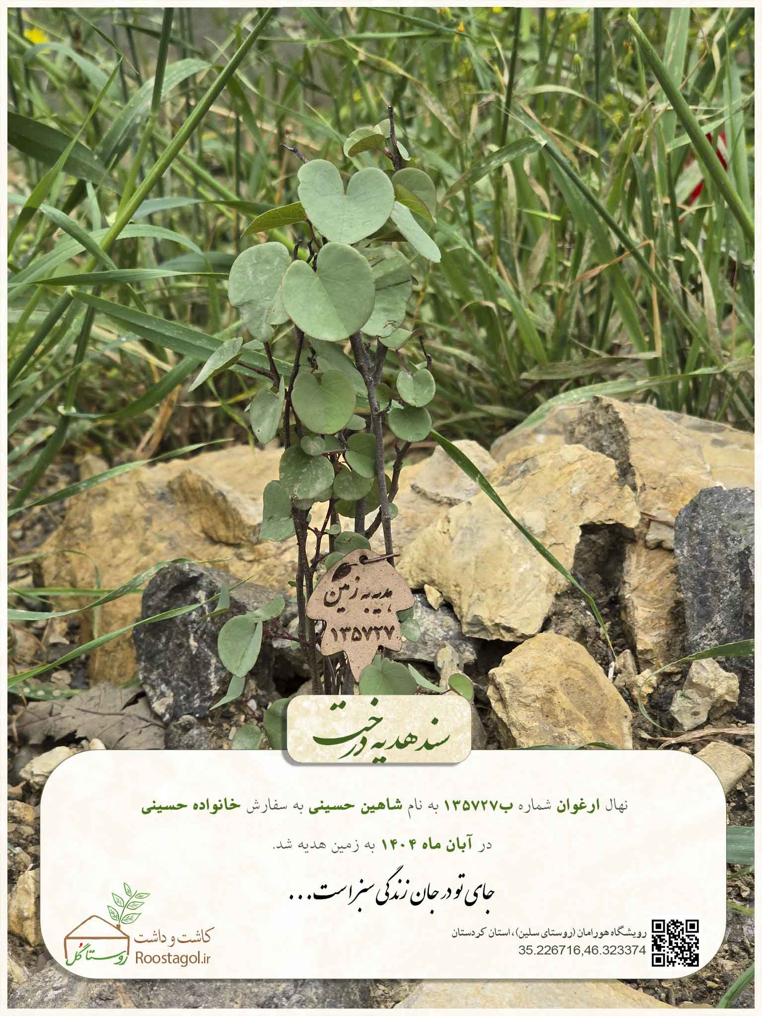 شاهین حسینی