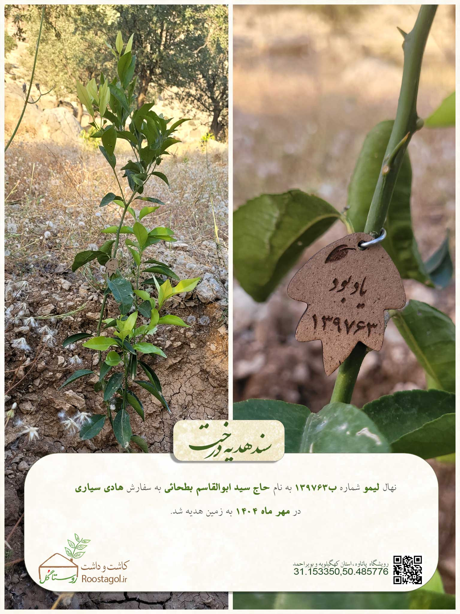 سفارش درخت