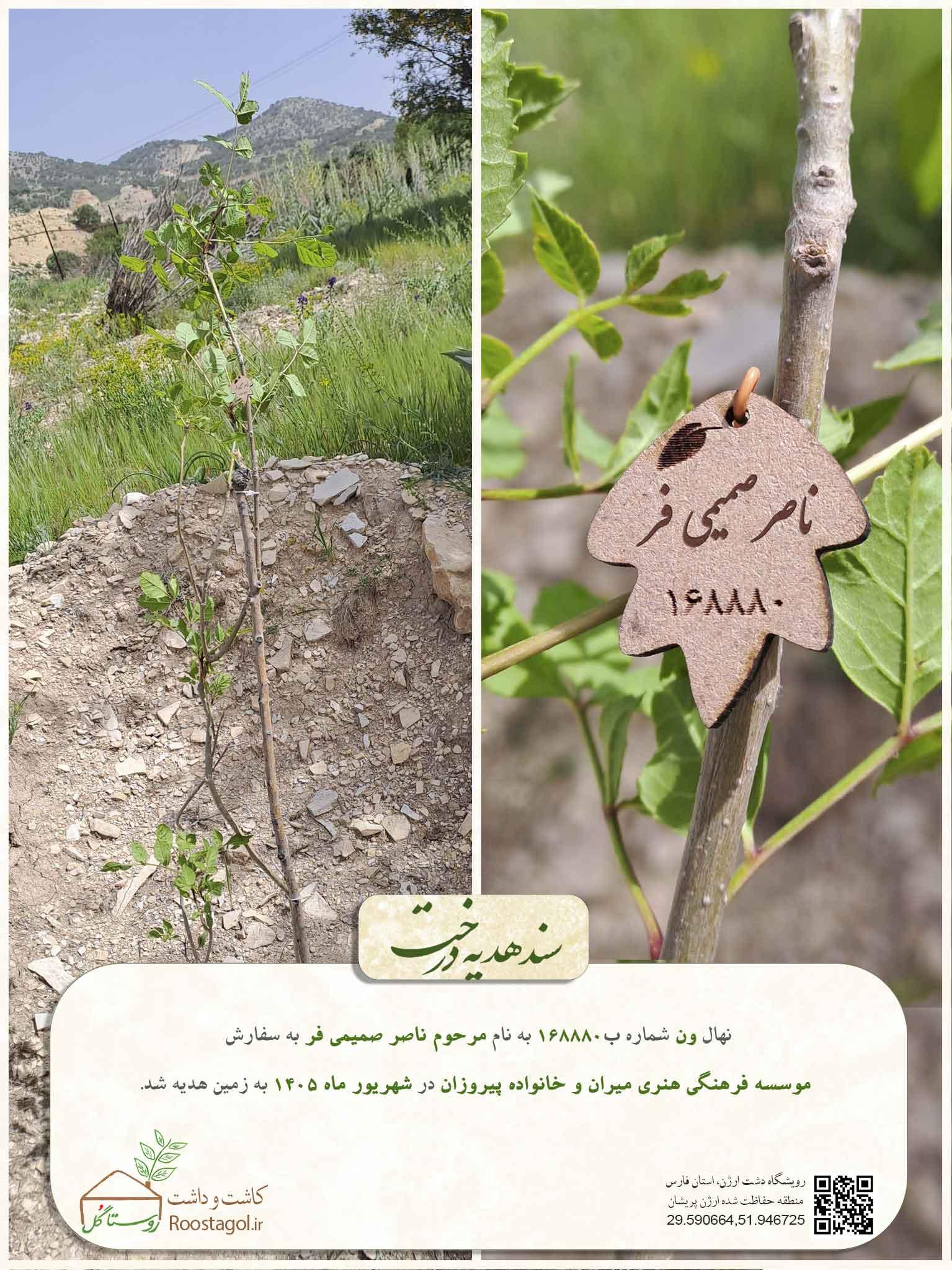 سفارش درخت