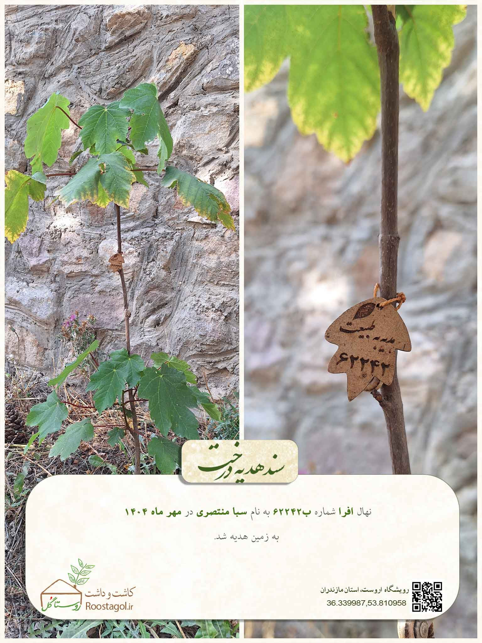 سفارش درخت