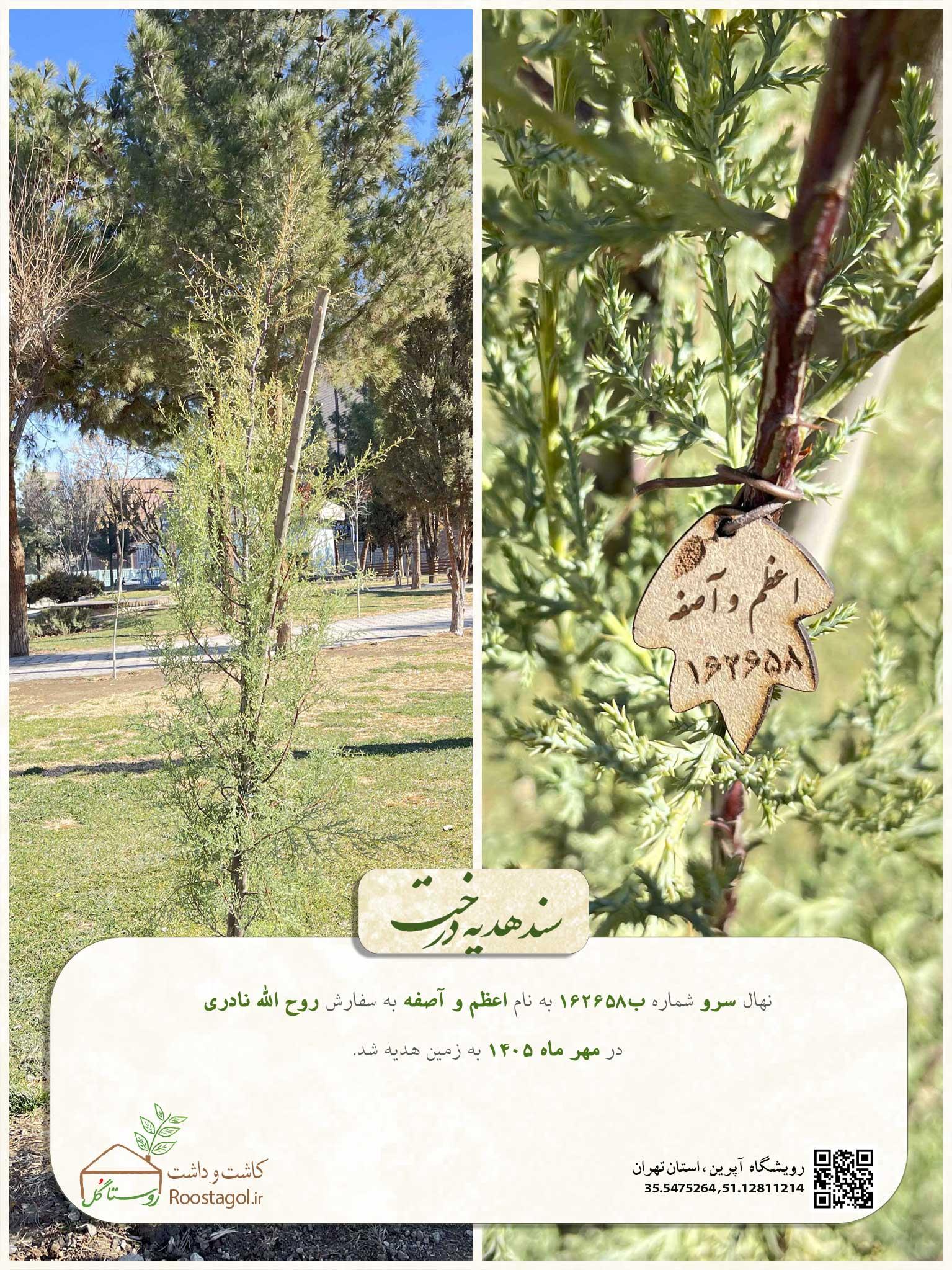 سفارش درخت