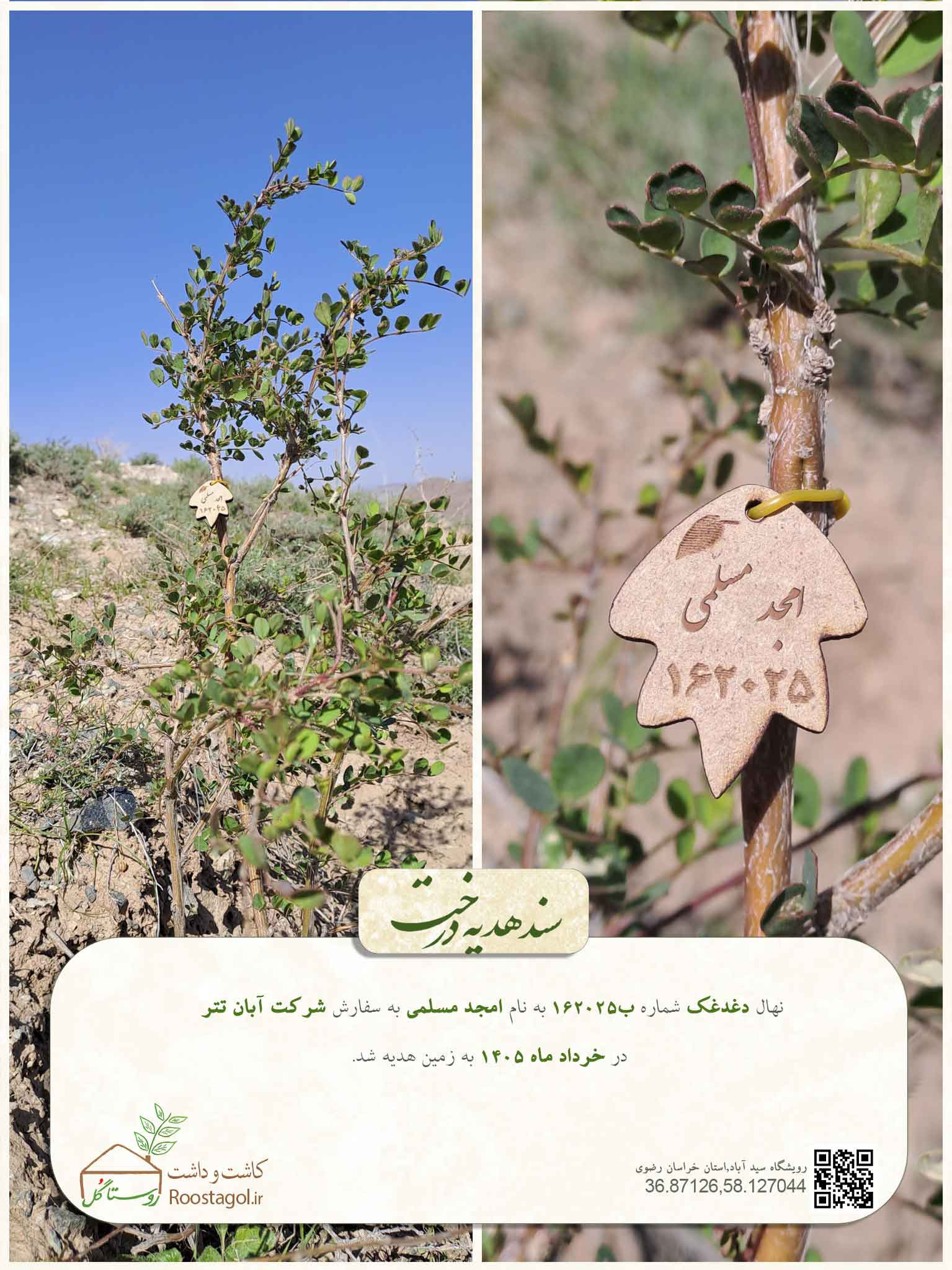 امجد مسلمی