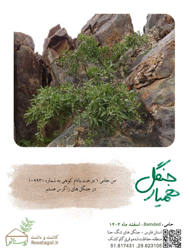 سفارش درخت