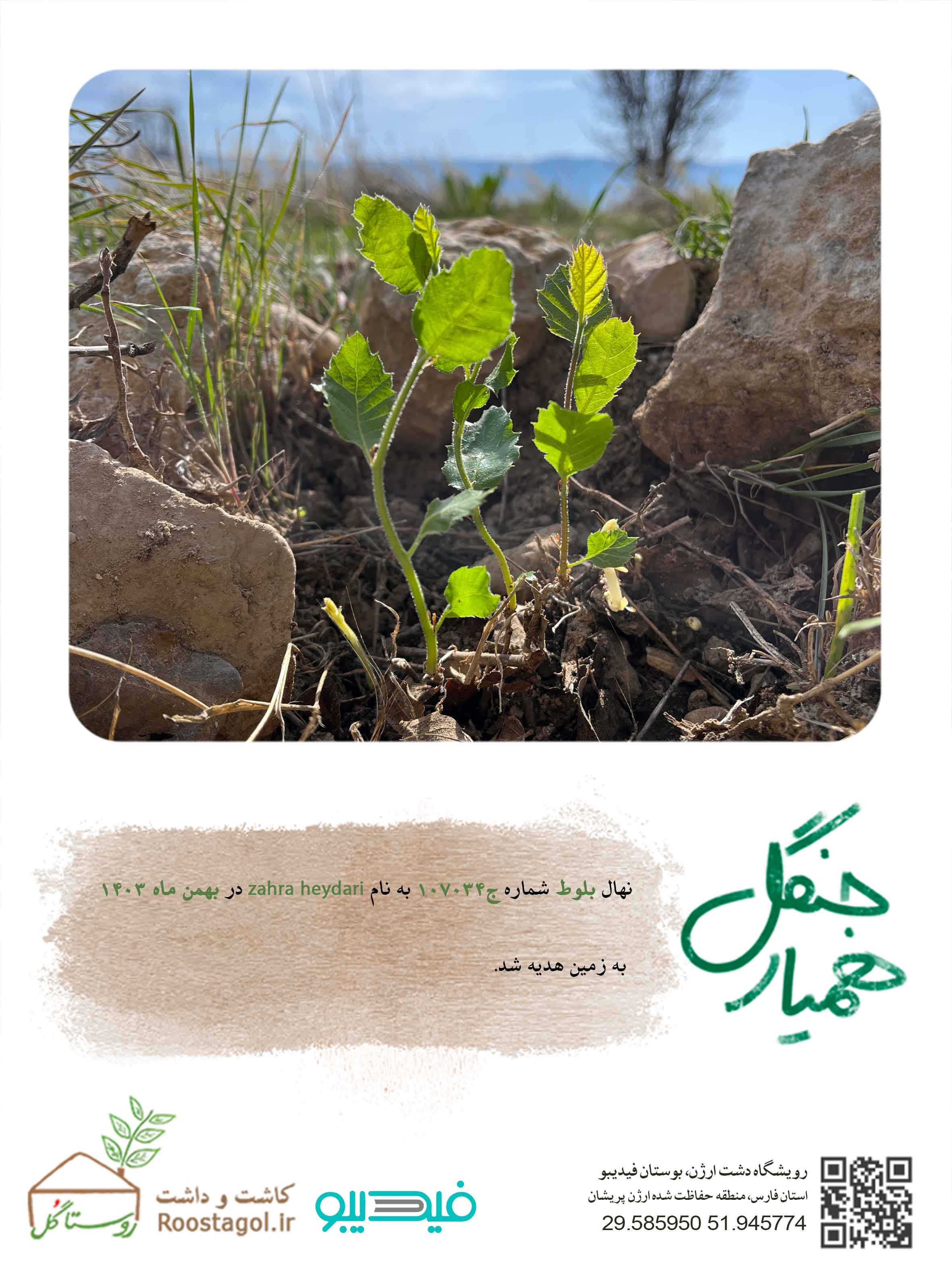 سفارش درخت