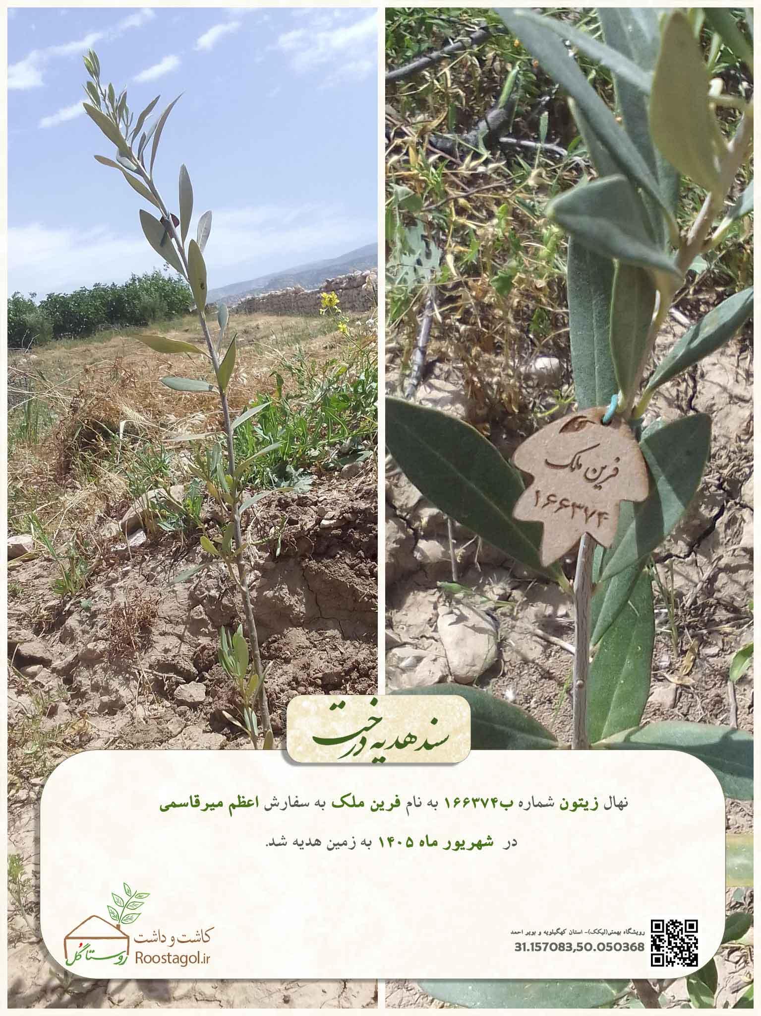 فرین ملک