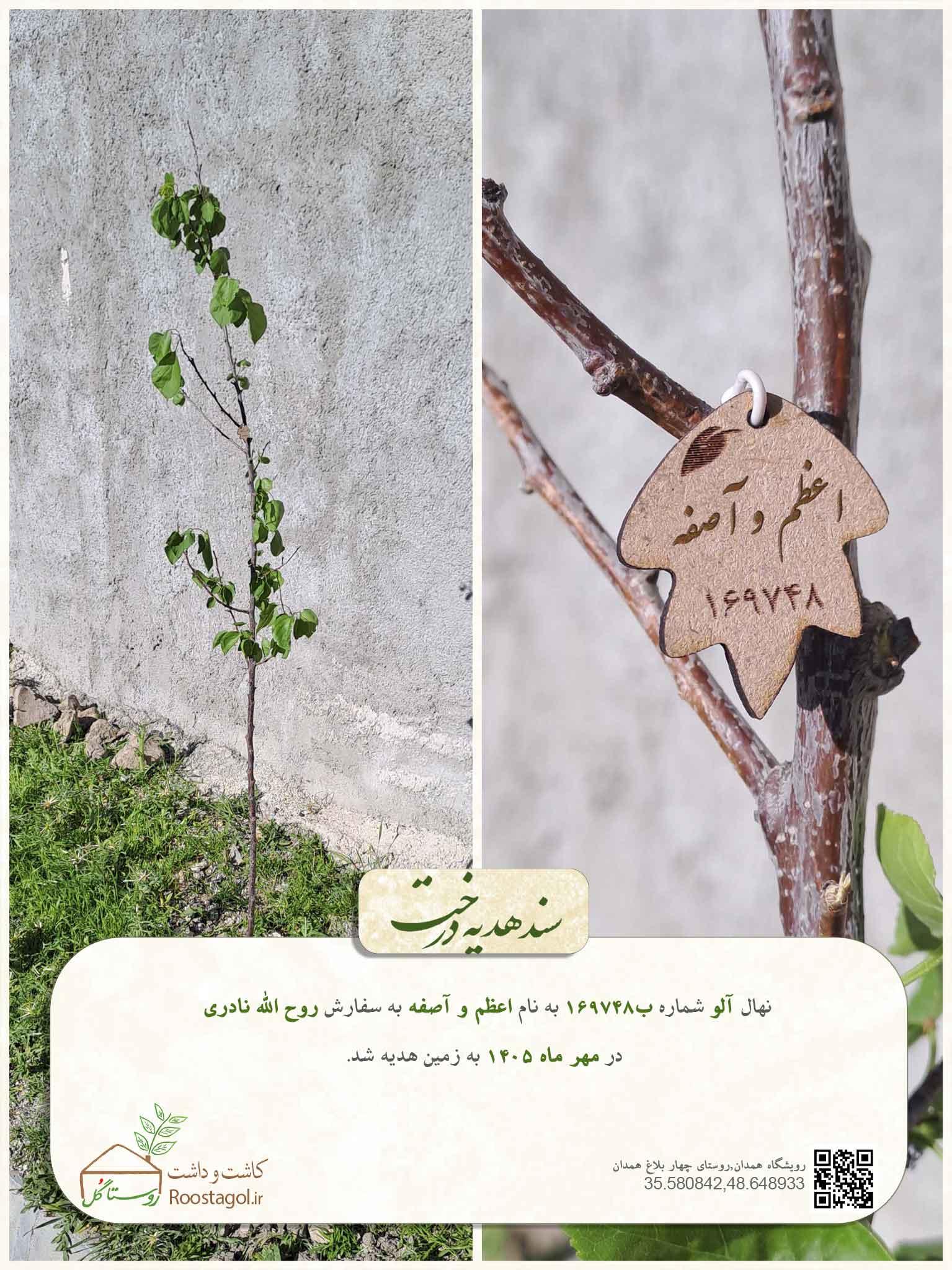 سفارش درخت