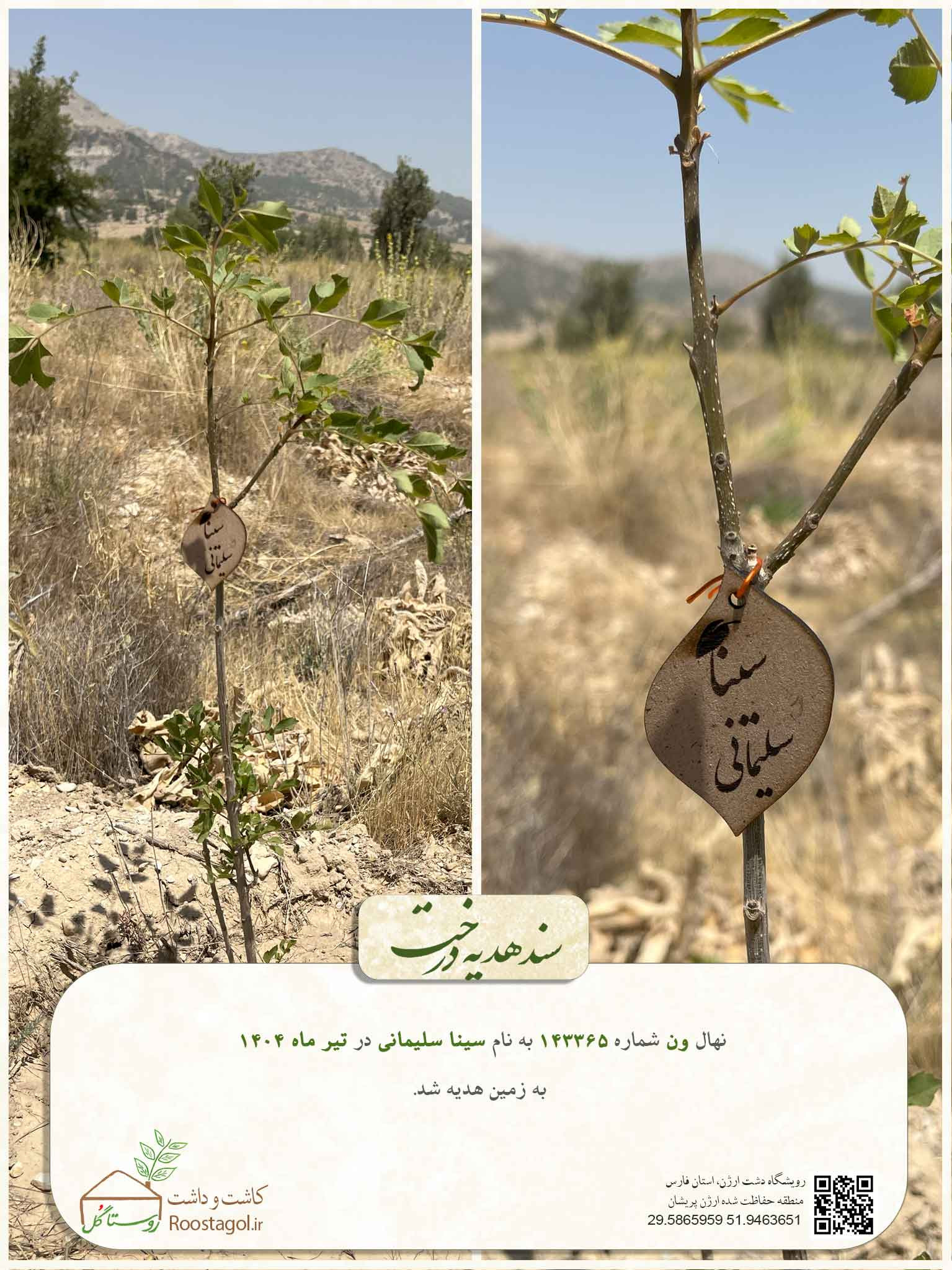 سینا سلیمانی
