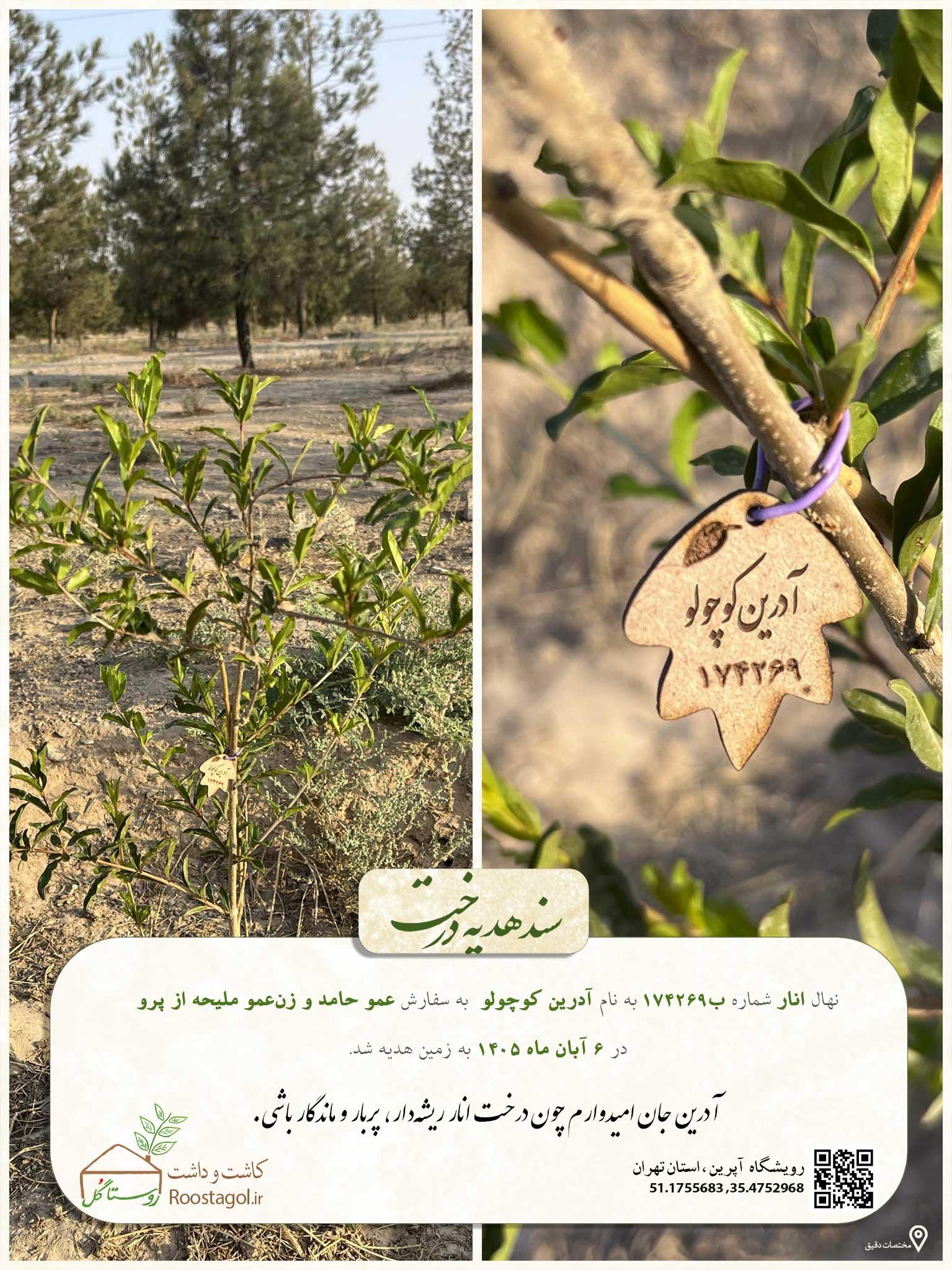 آدرین کوچولو
