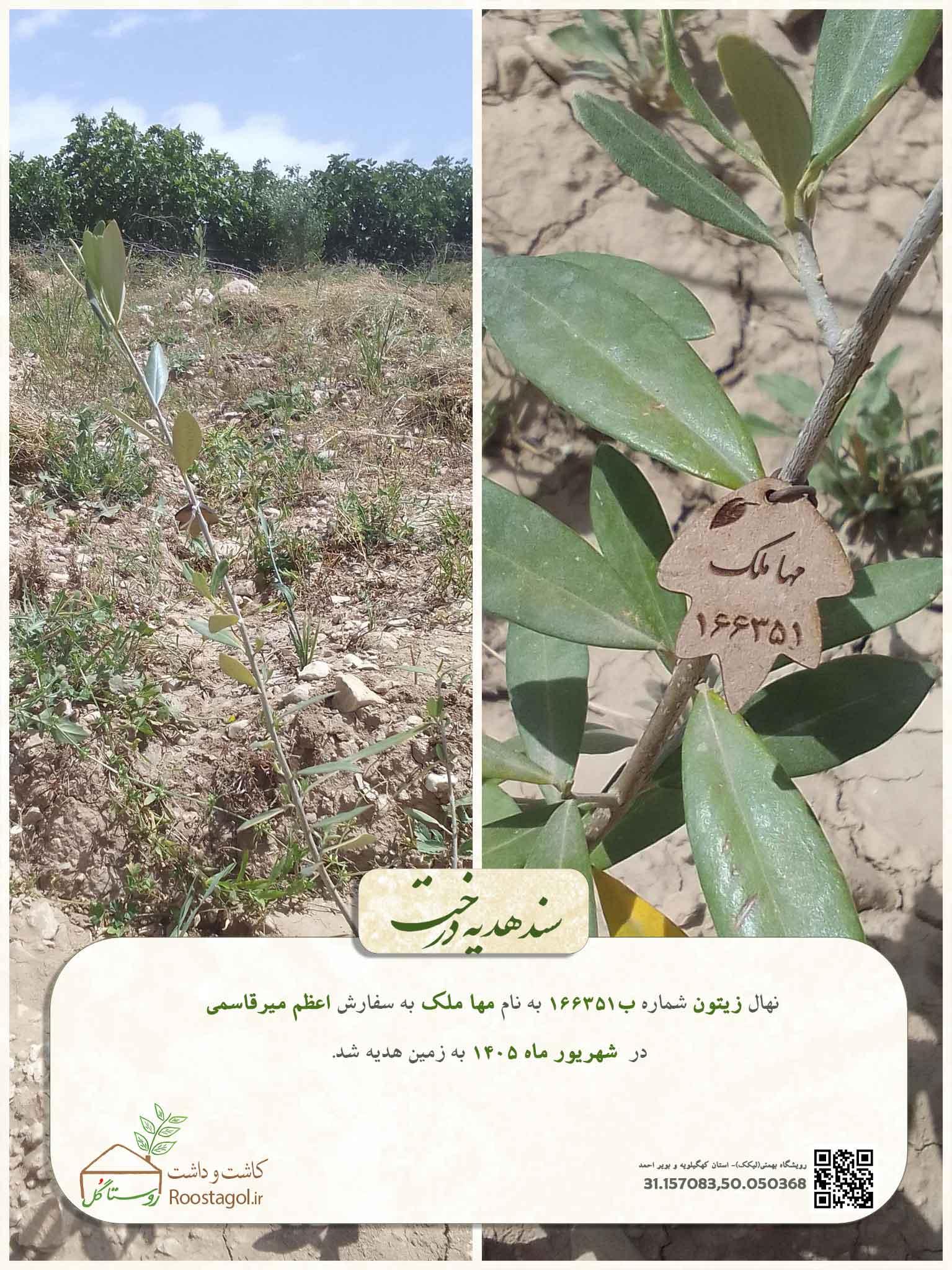 مها ملک