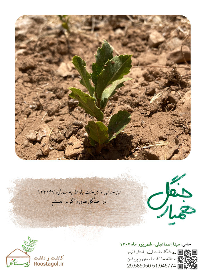 مینا اسماعیلی