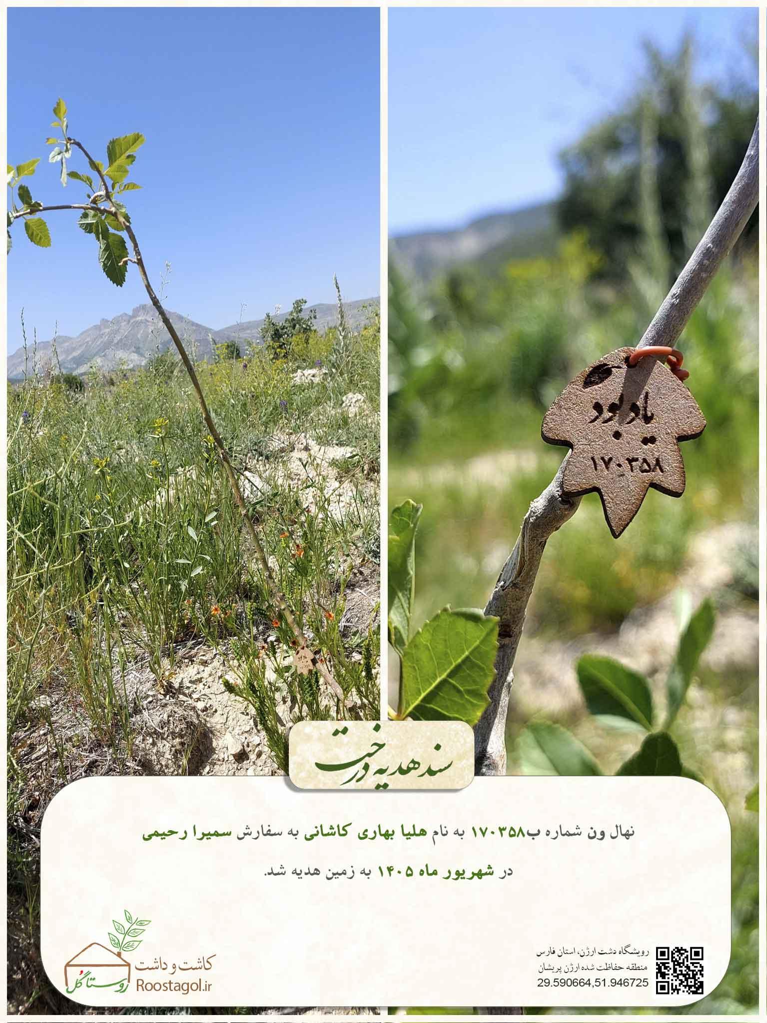 هلیا بهاری کاشانی