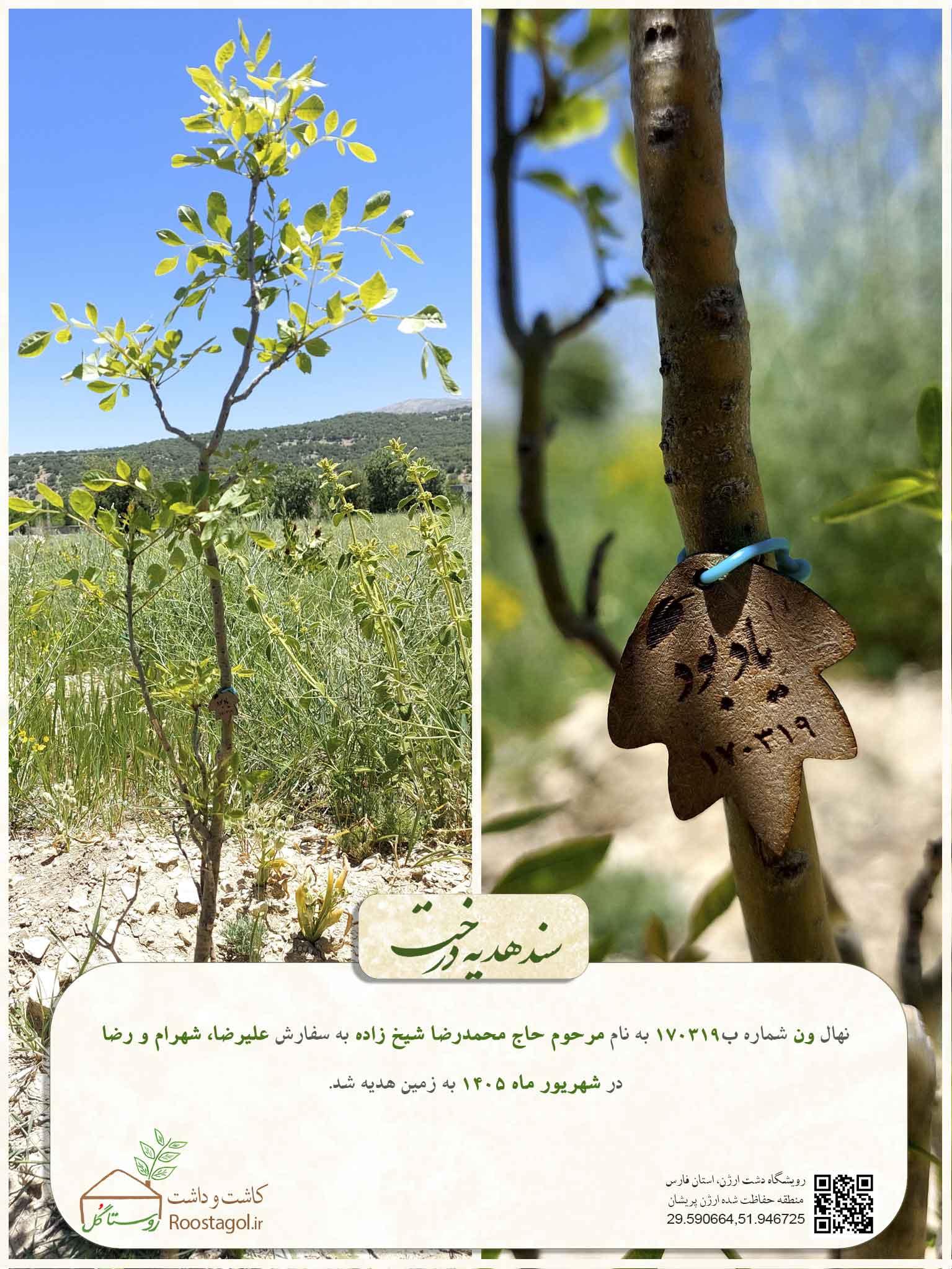 سفارش درخت