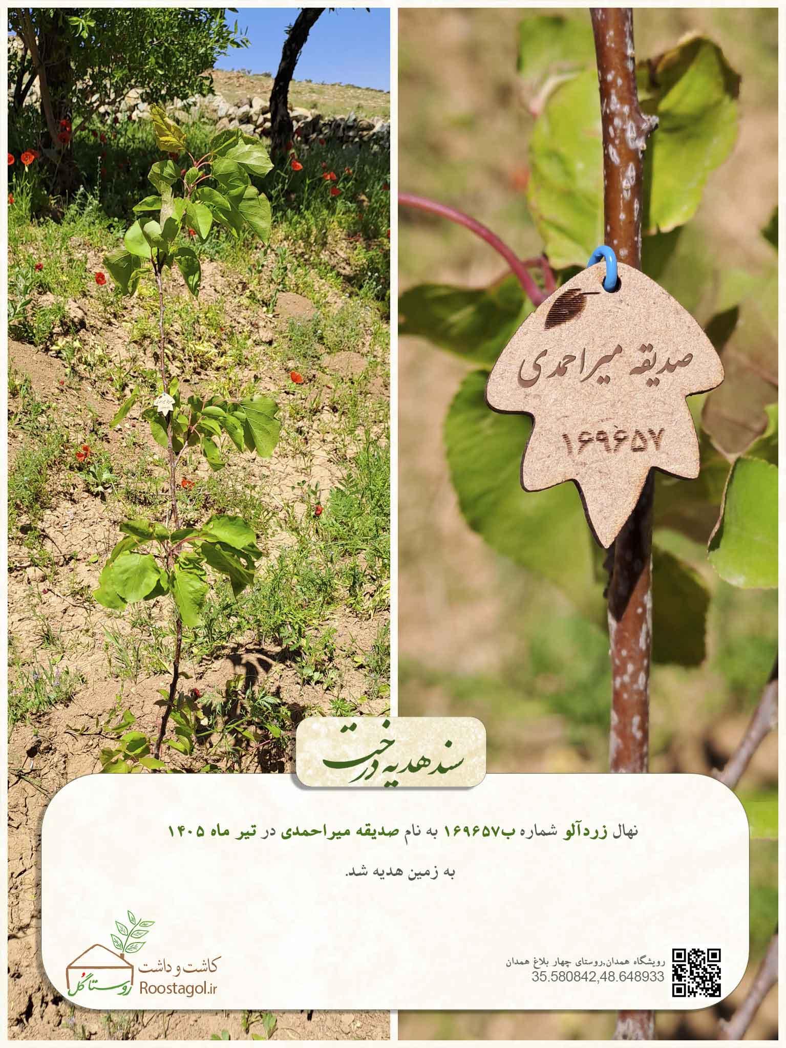 صدیقه میراحمدی