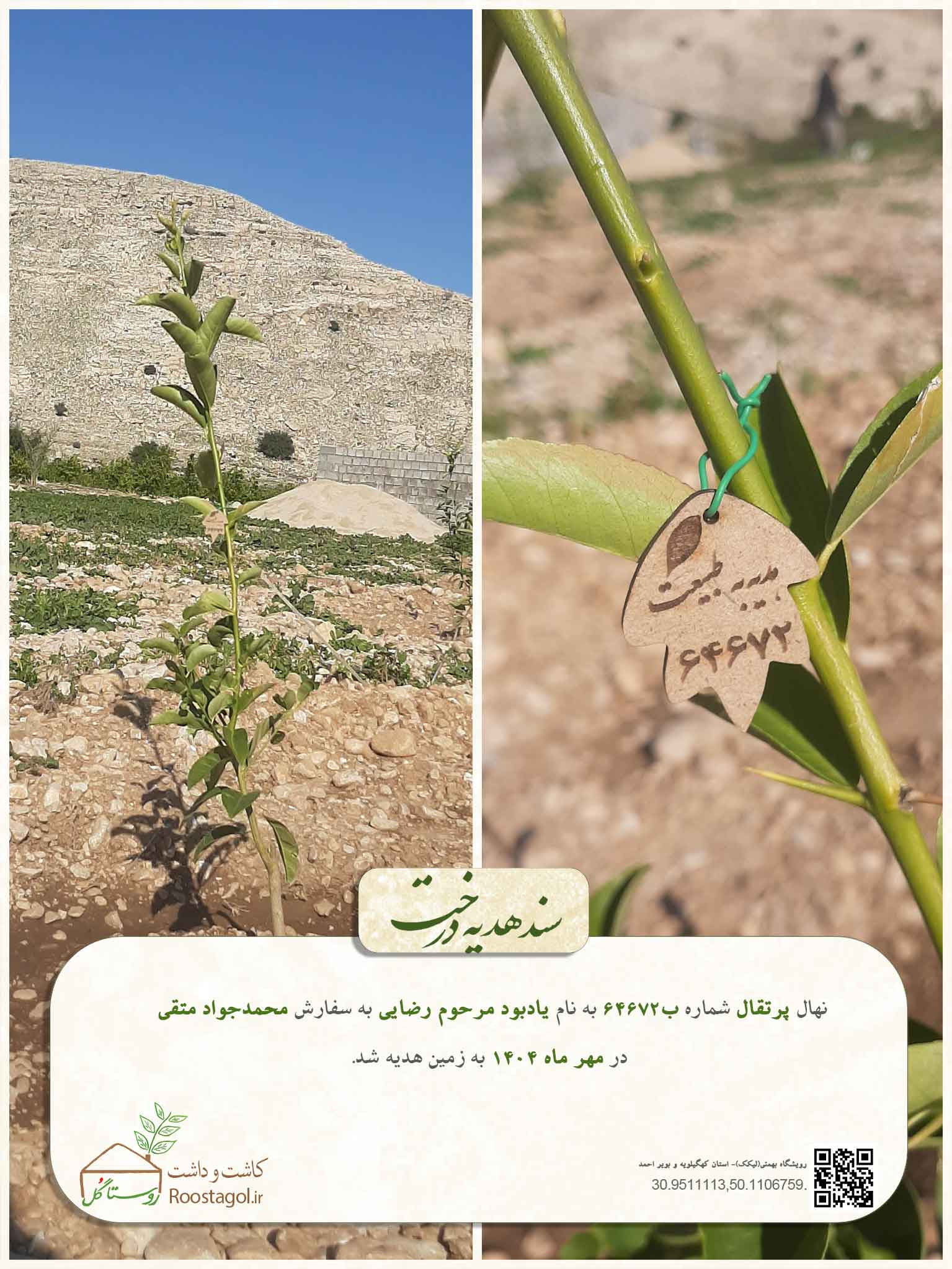 سفارش درخت