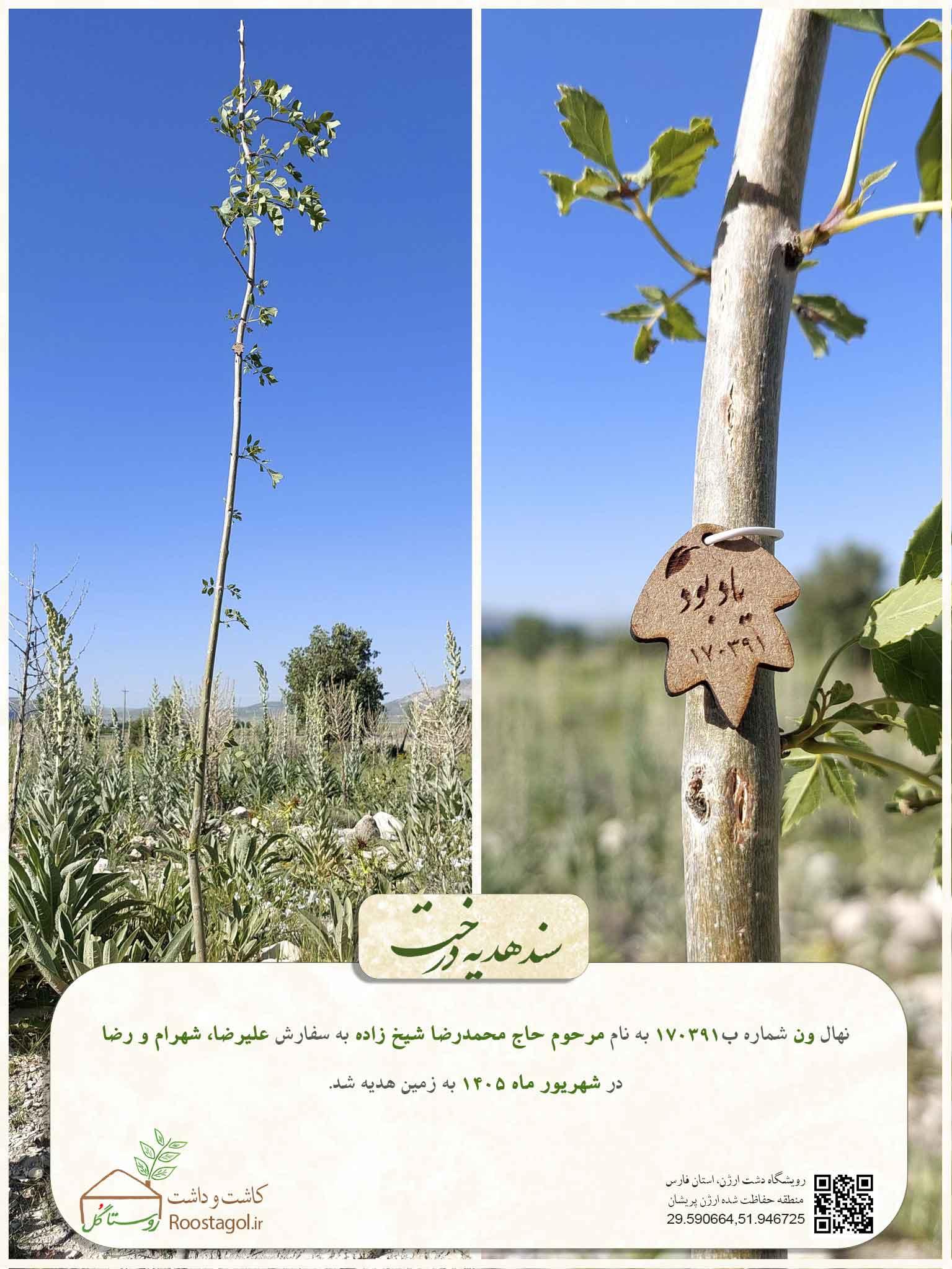 سفارش درخت